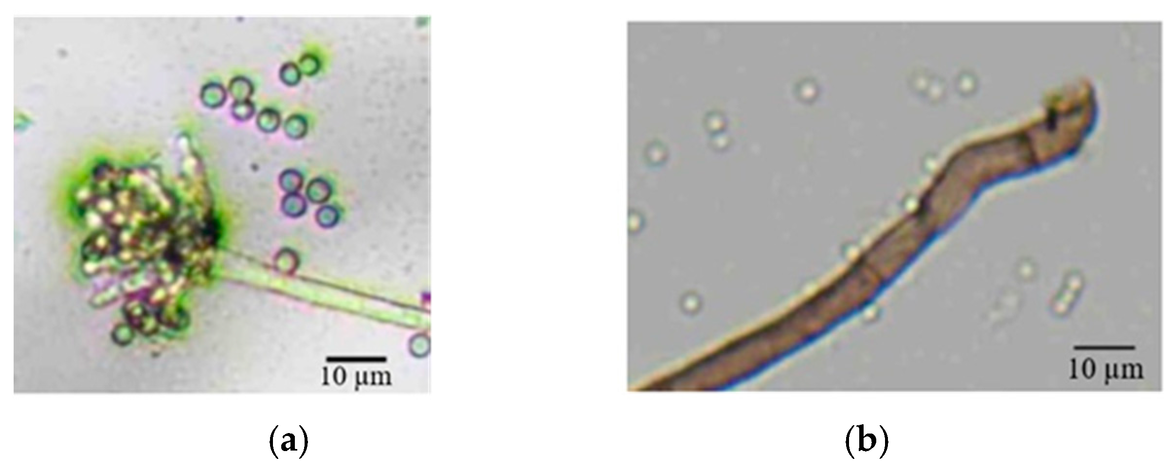 Horticulturae 11 00725 g004