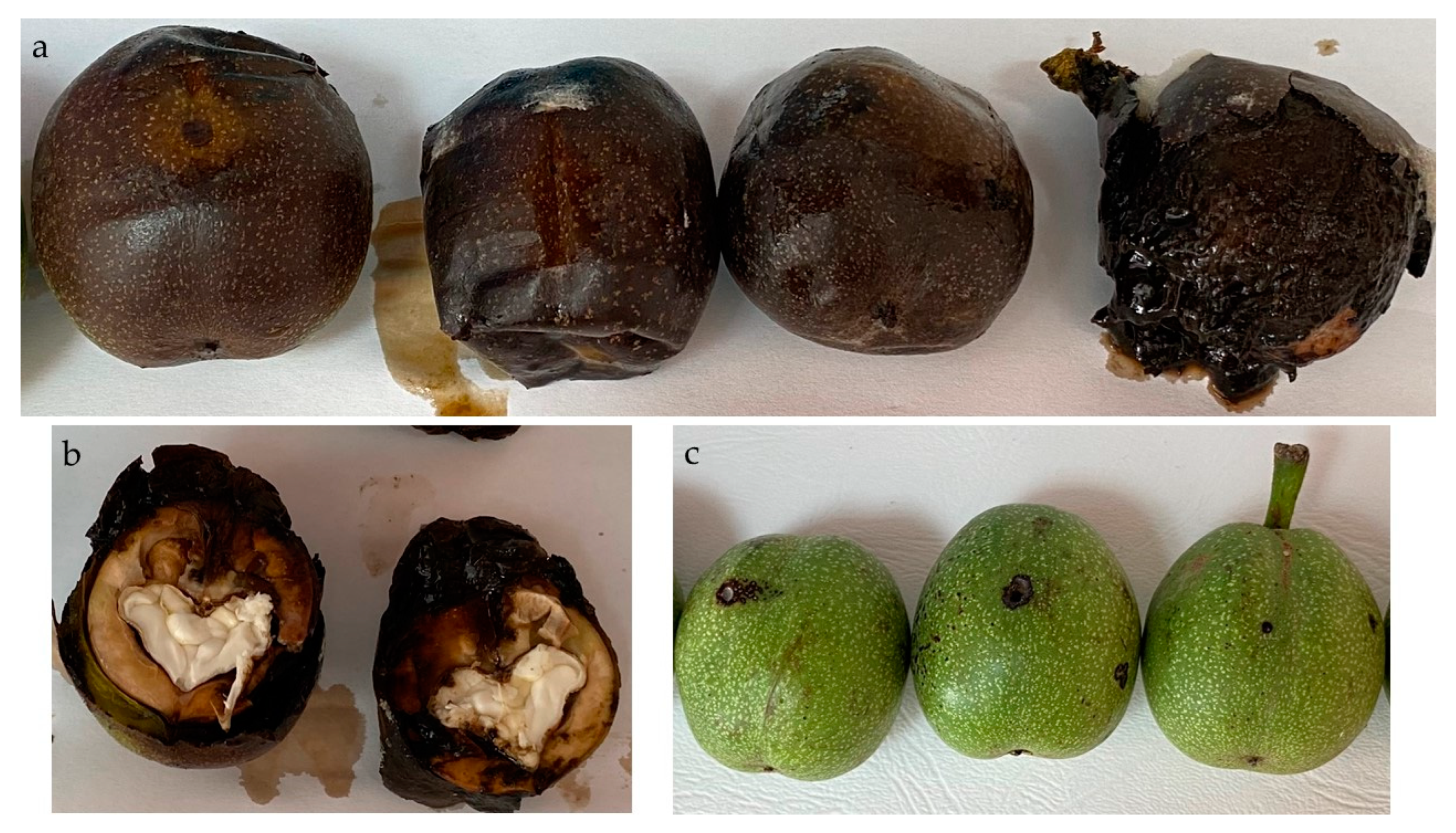 Horticulturae 11 00725 g010