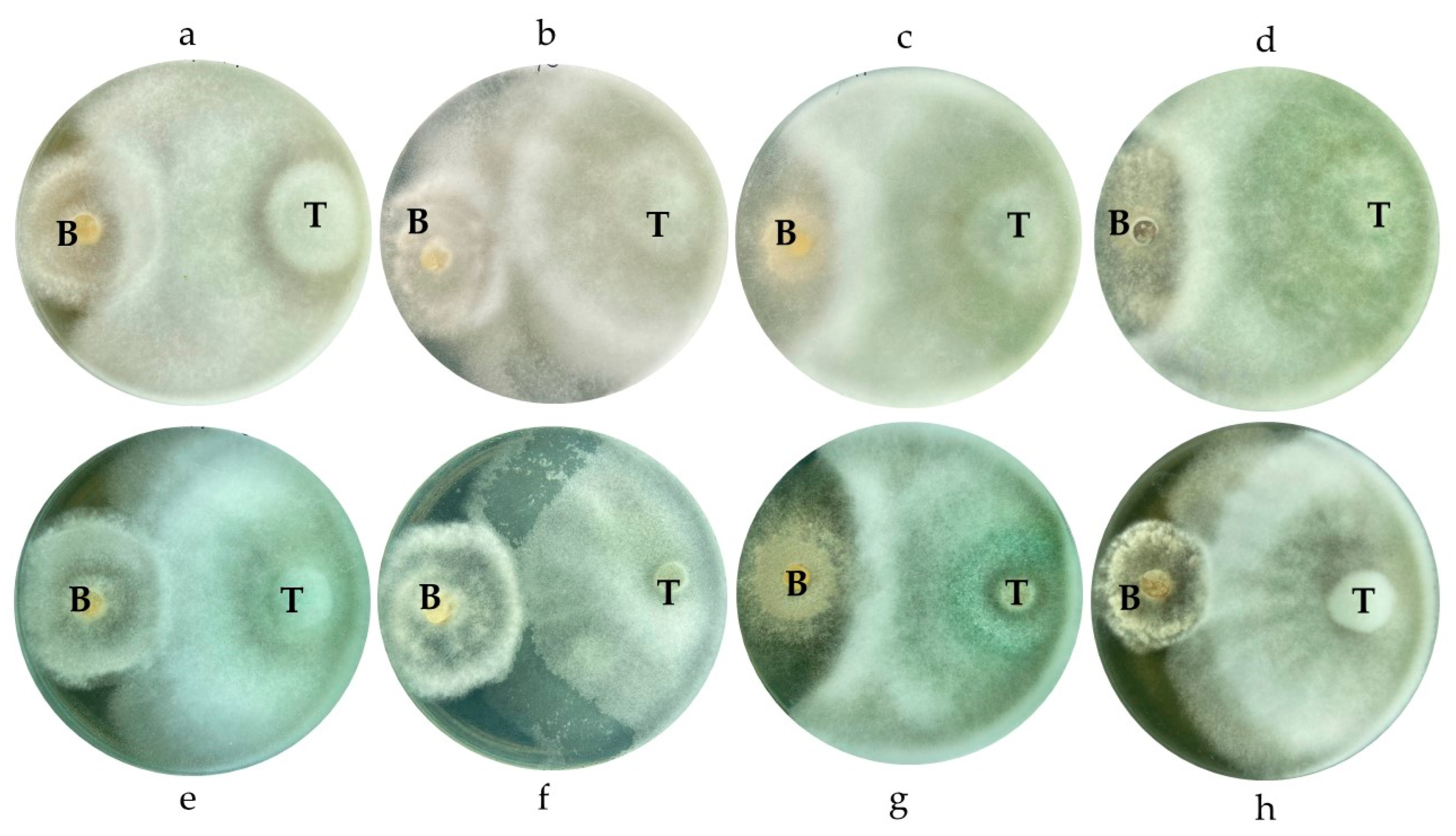 Horticulturae 11 00725 g013