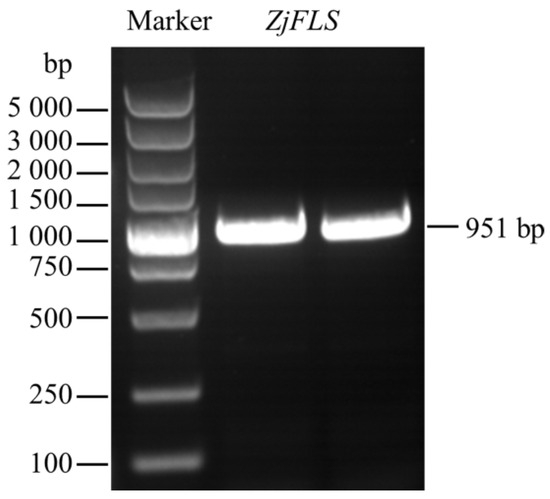 Cloning and Functional Analysis of Flavonol Synthase Gene