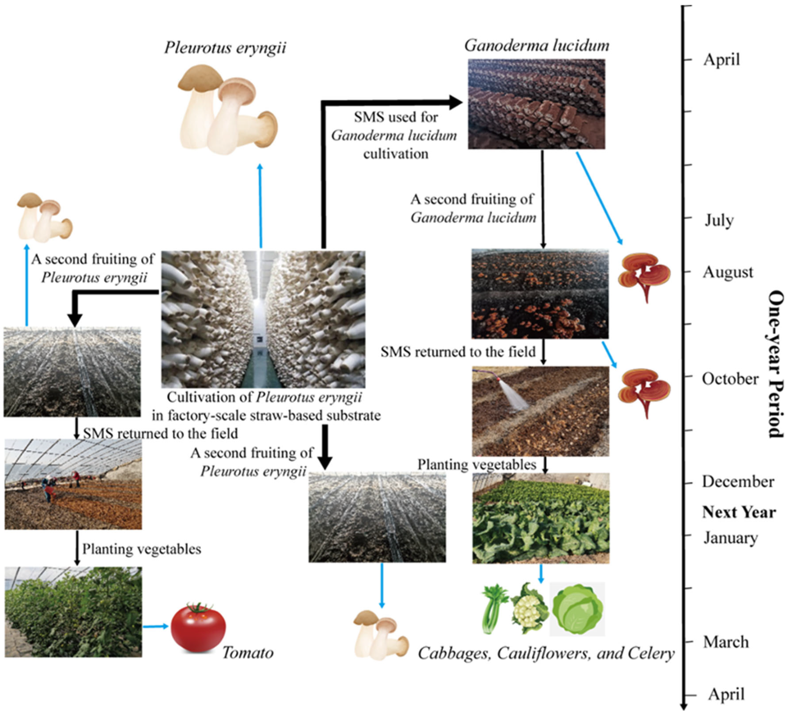 Horticulturae 11 00730 g001