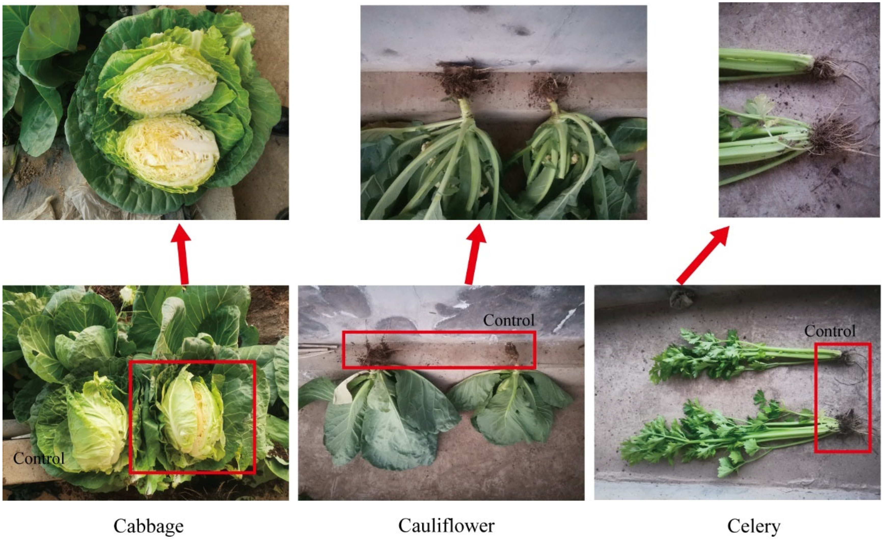Horticulturae 11 00730 g002