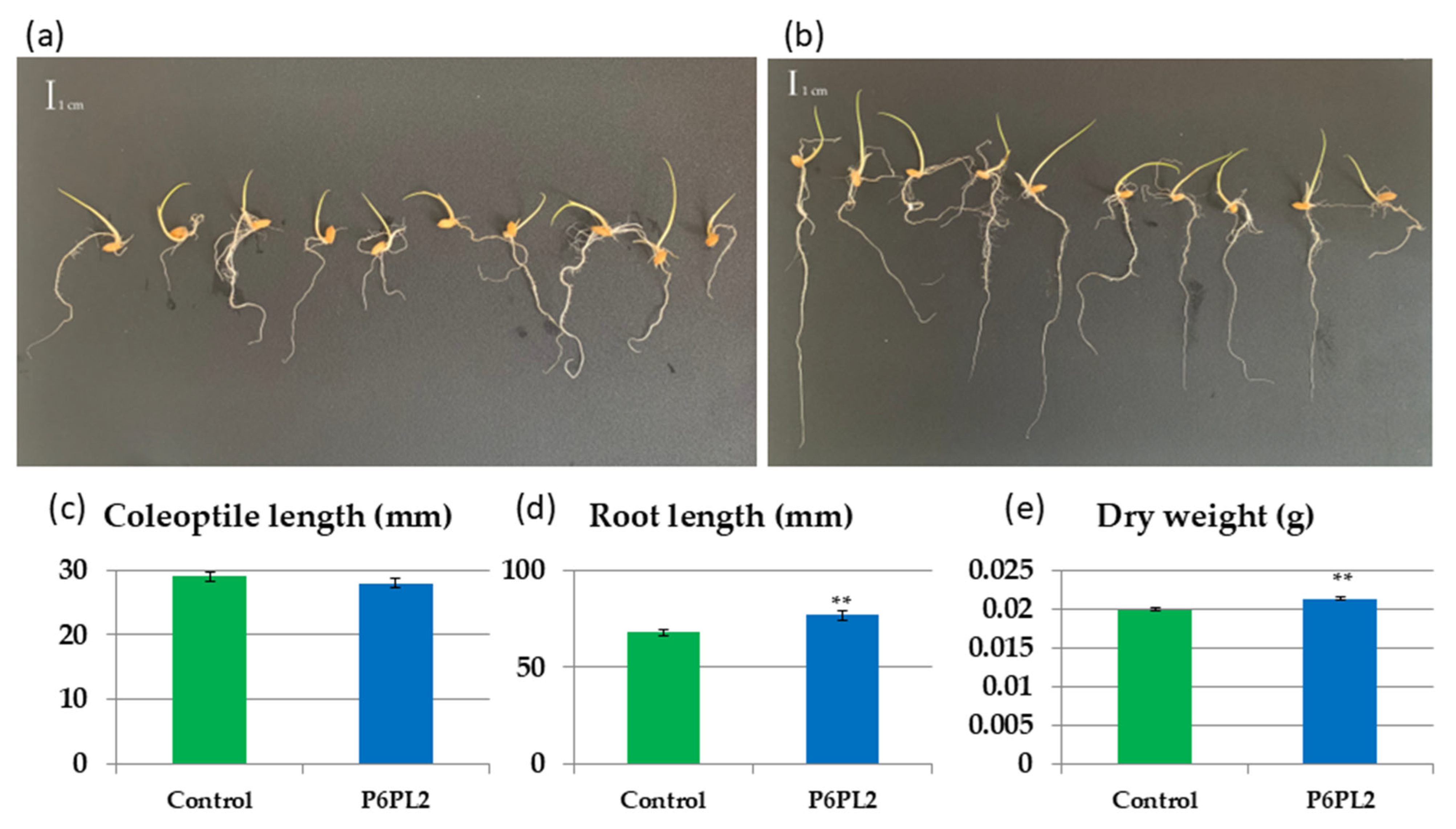 Horticulturae 11 00735 g002