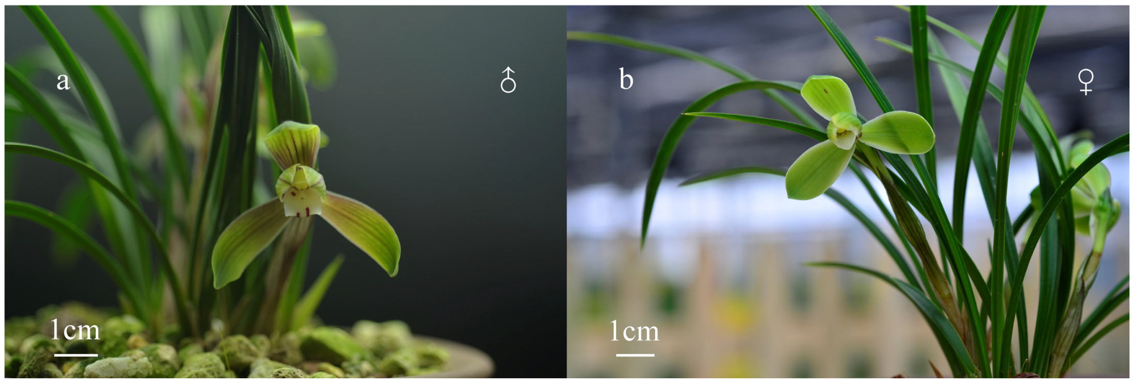Horticulturae 11 00738 g001