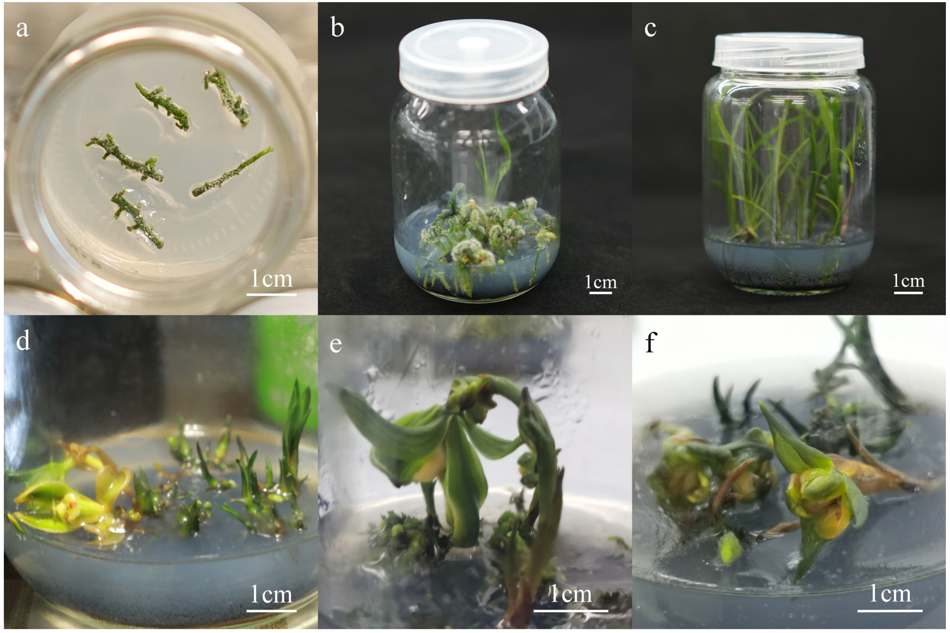 Horticulturae 11 00738 g004