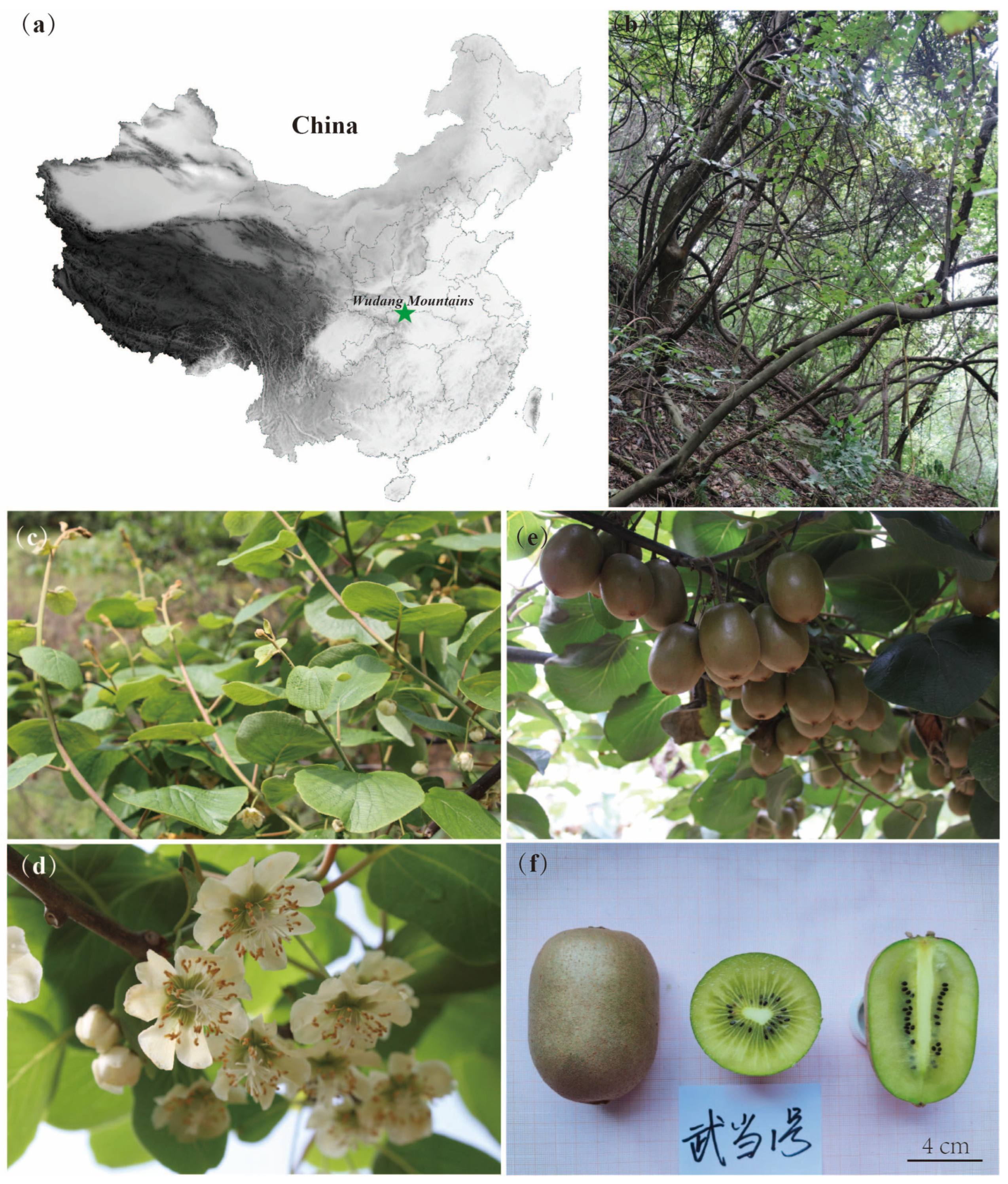 Horticulturae 11 00739 g001