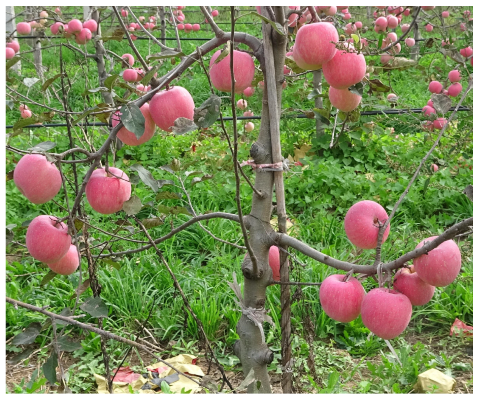 Horticulturae 11 00740 g001