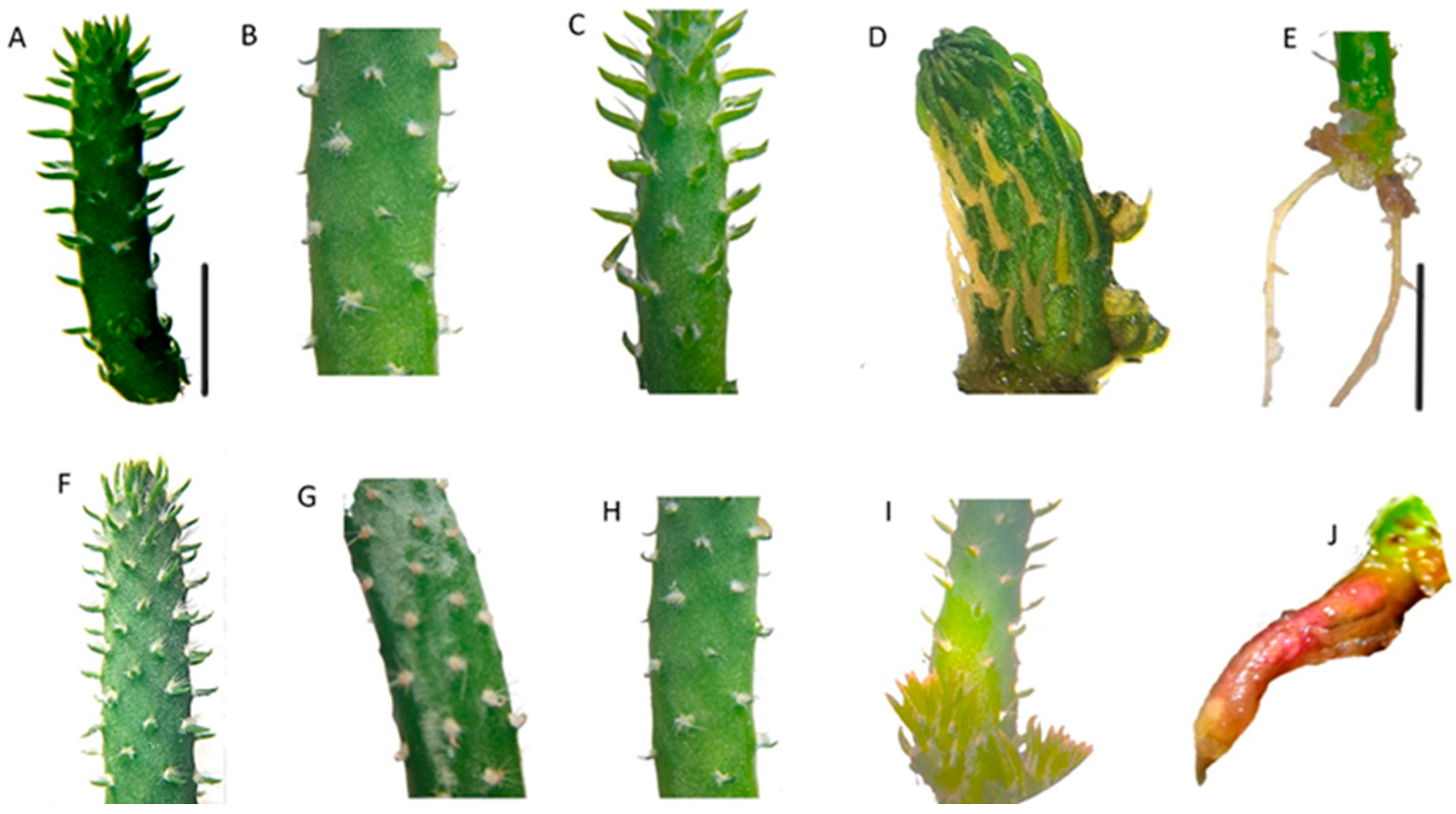 Horticulturae 11 00743 g002 Horticulturae 11 00743 g002