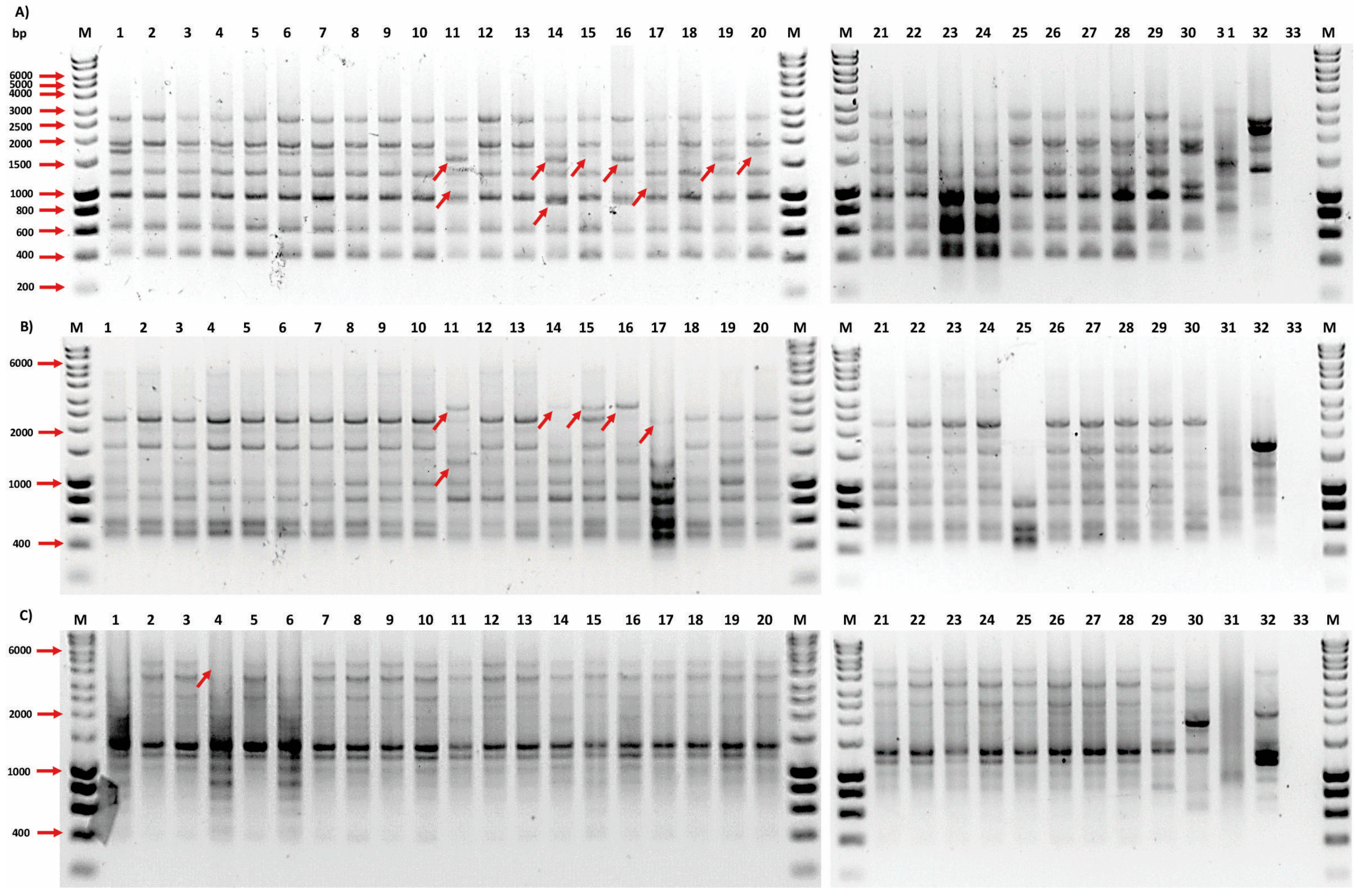 Horticulturae 11 00743 g004 Horticulturae 11 00743 g004