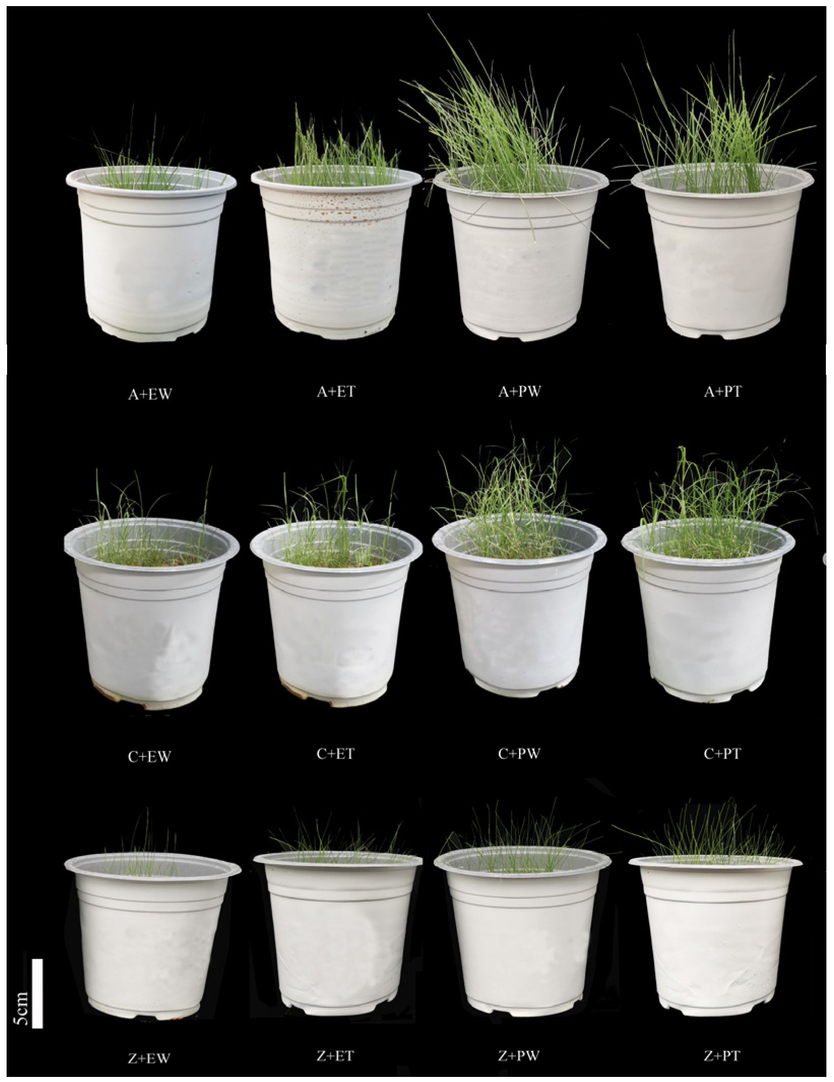 Horticulturae 11 00746 g001