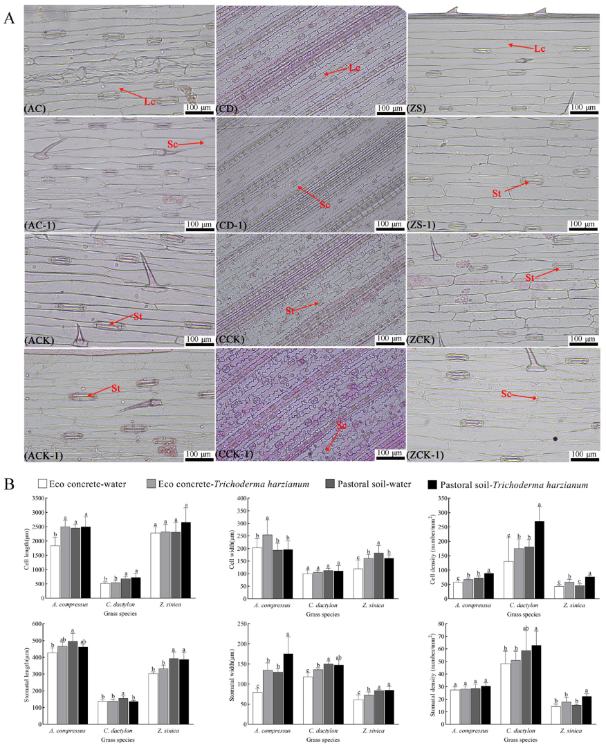 Horticulturae 11 00746 g003