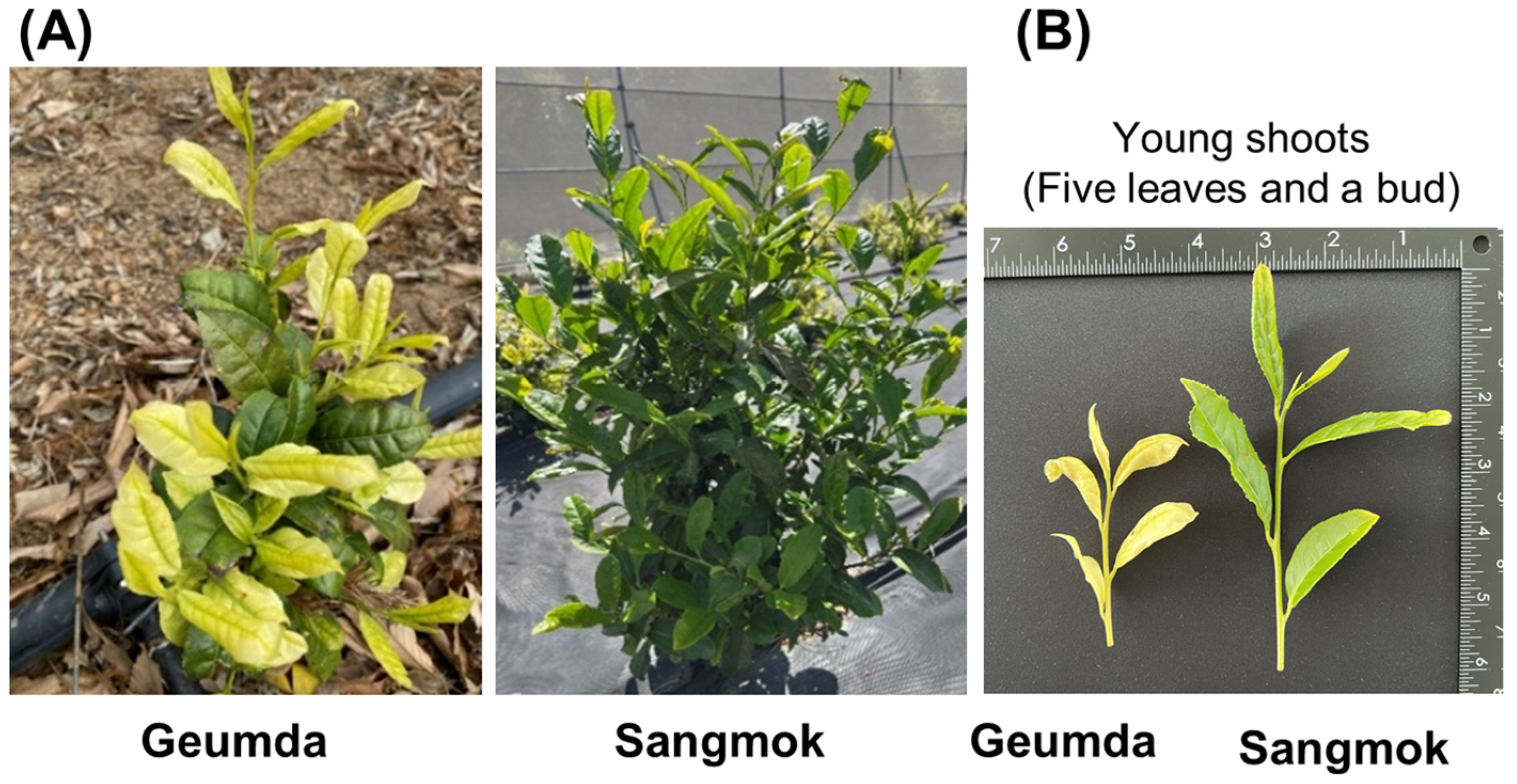 Horticulturae 11 00747 g001