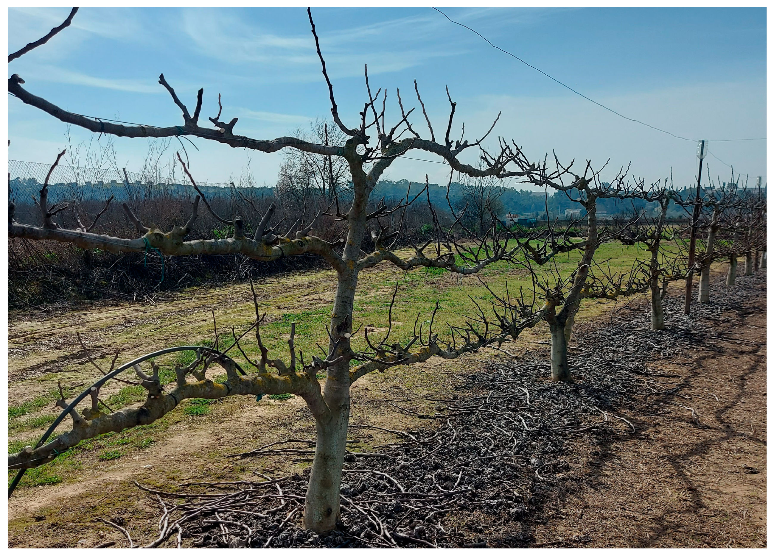 Horticulturae 11 00750 g002