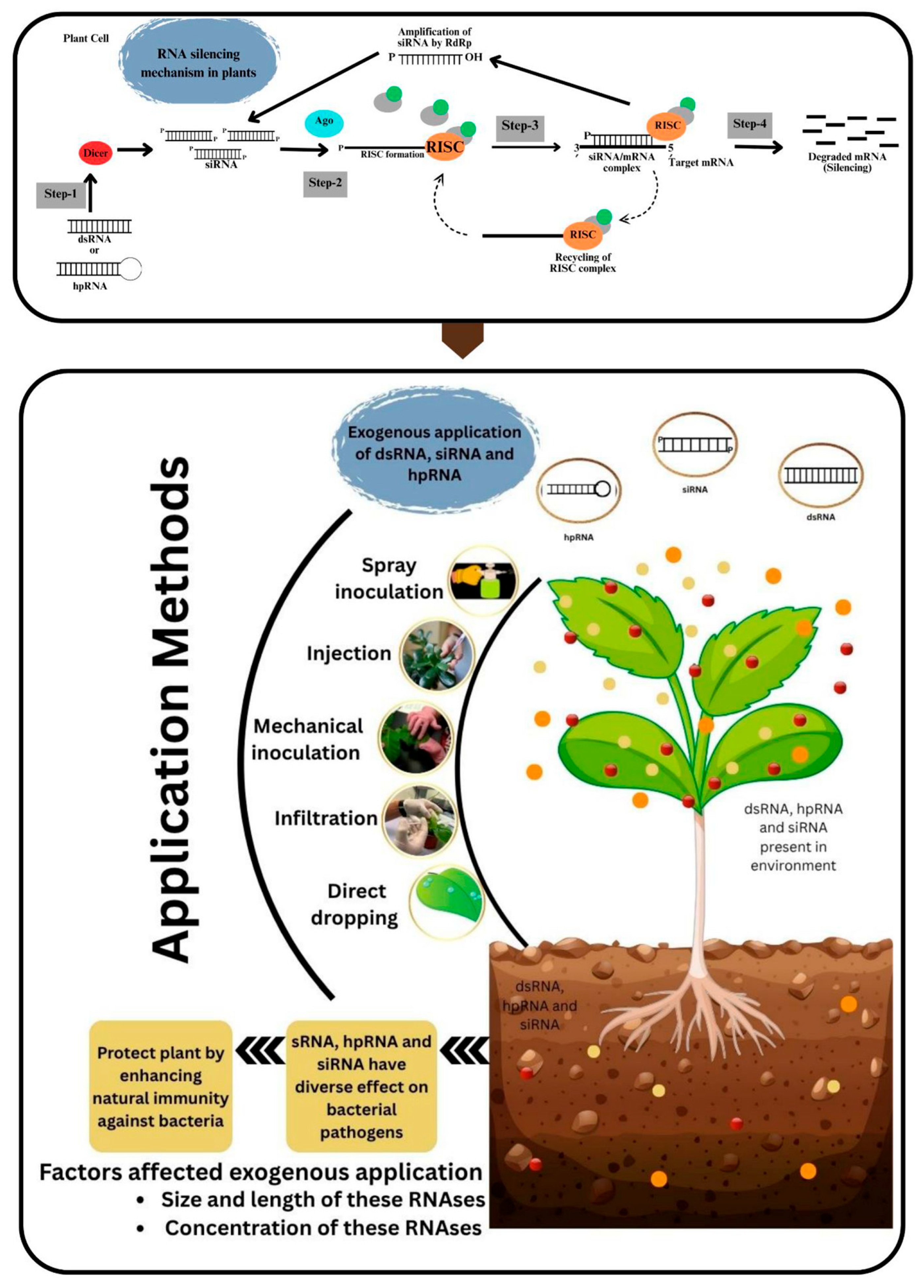 Horticulturae 11 00753 g004 Horticulturae 11 00753 g004