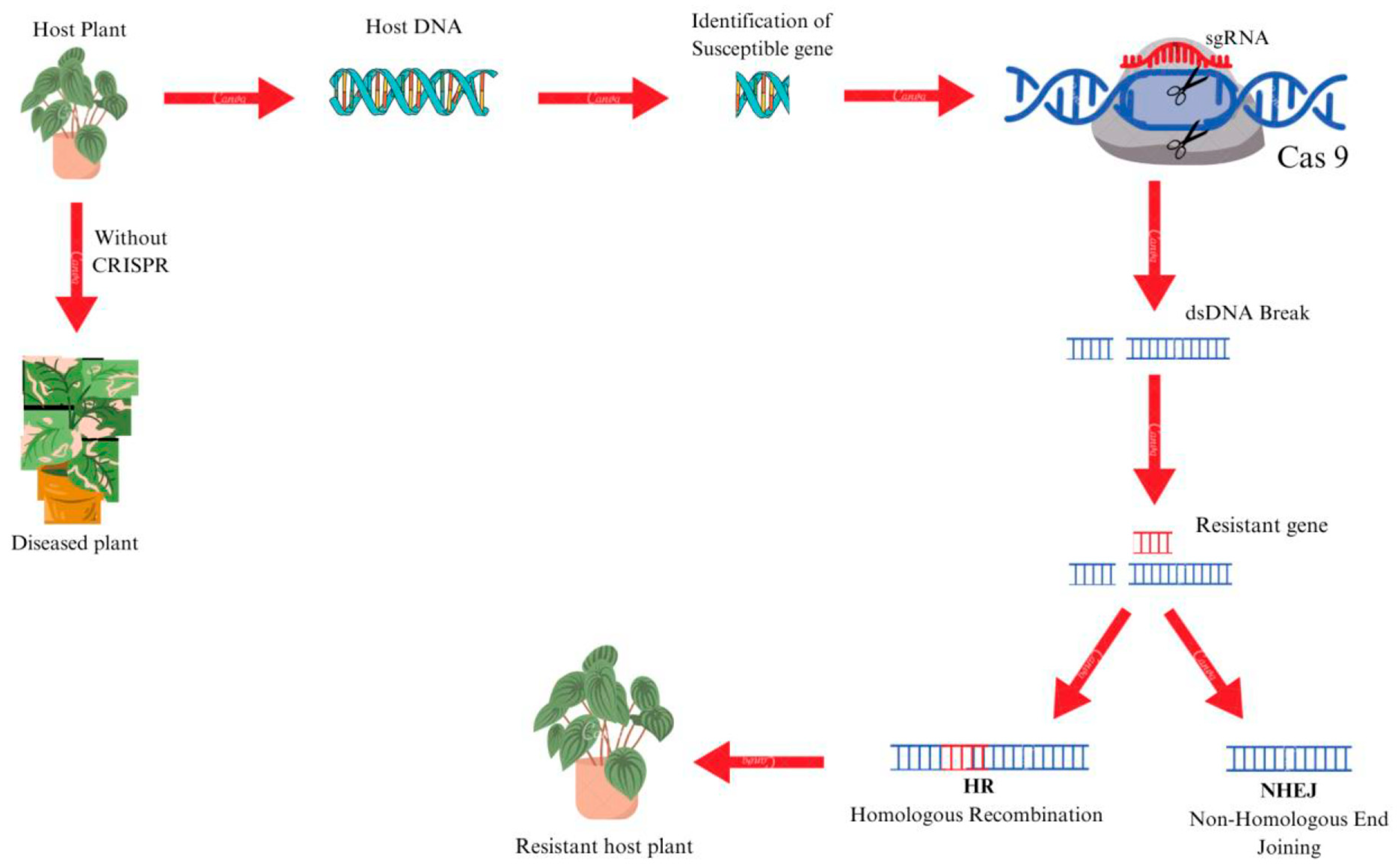 Horticulturae 11 00753 g005 Horticulturae 11 00753 g005