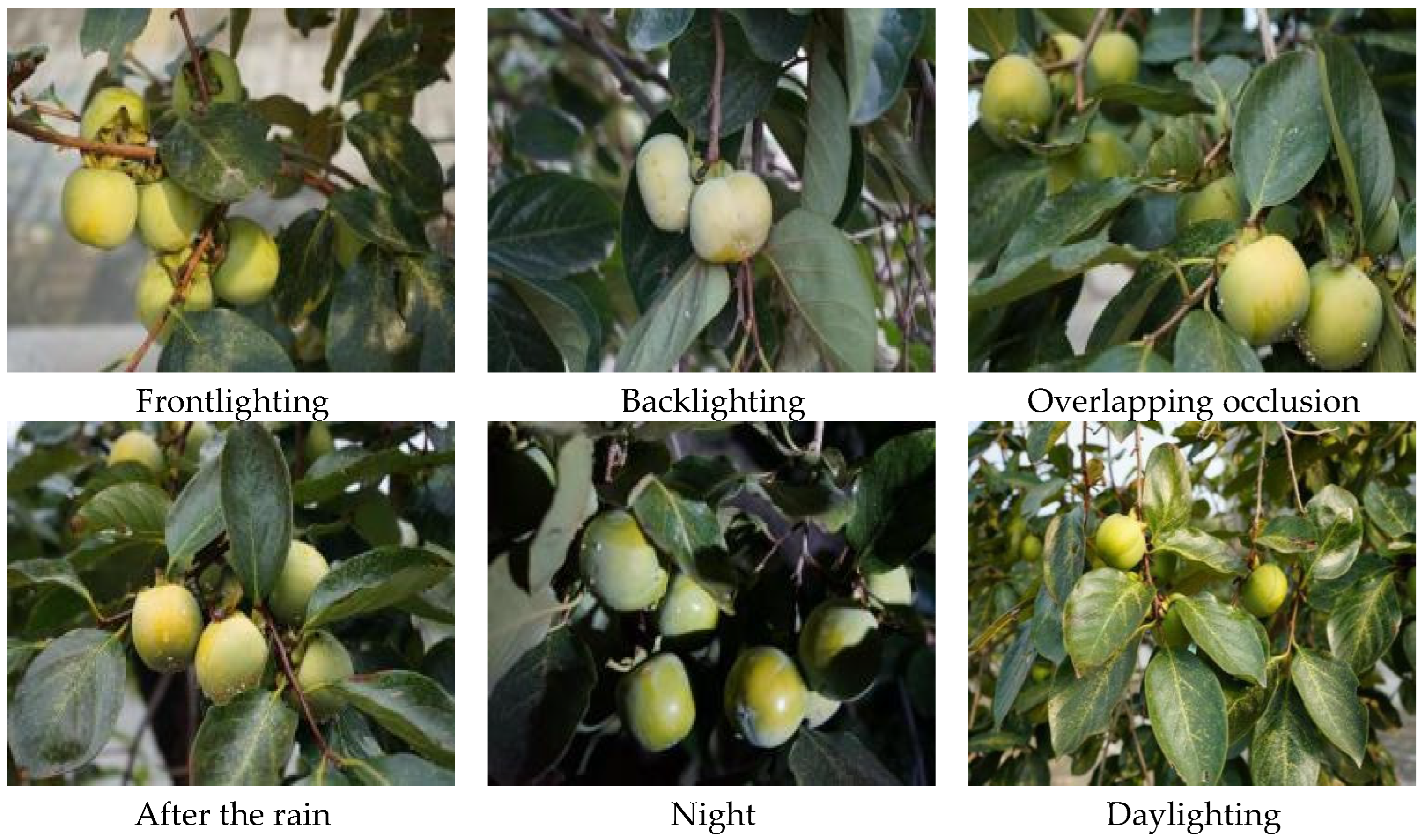 Horticulturae 11 00761 g001