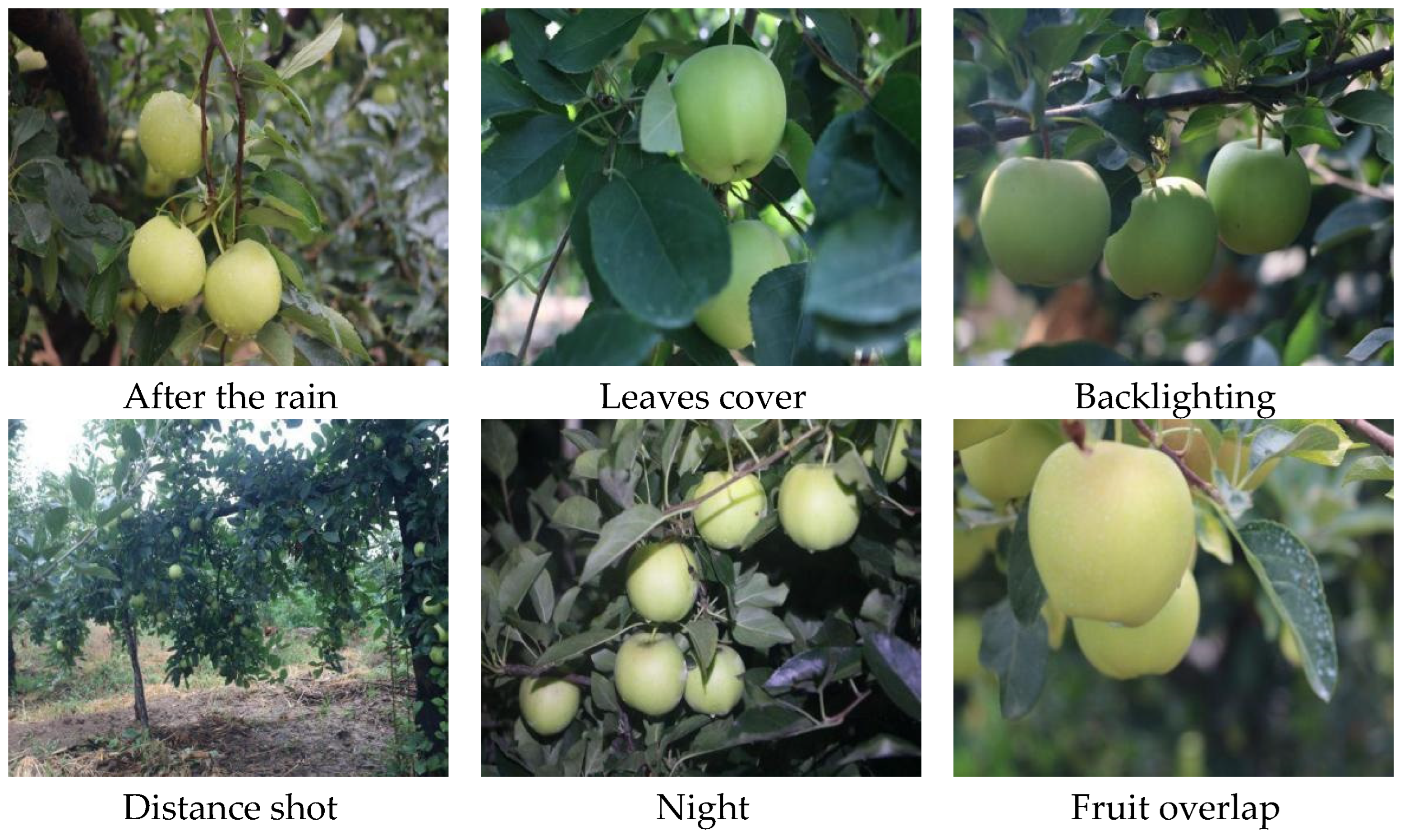 Horticulturae 11 00761 g002