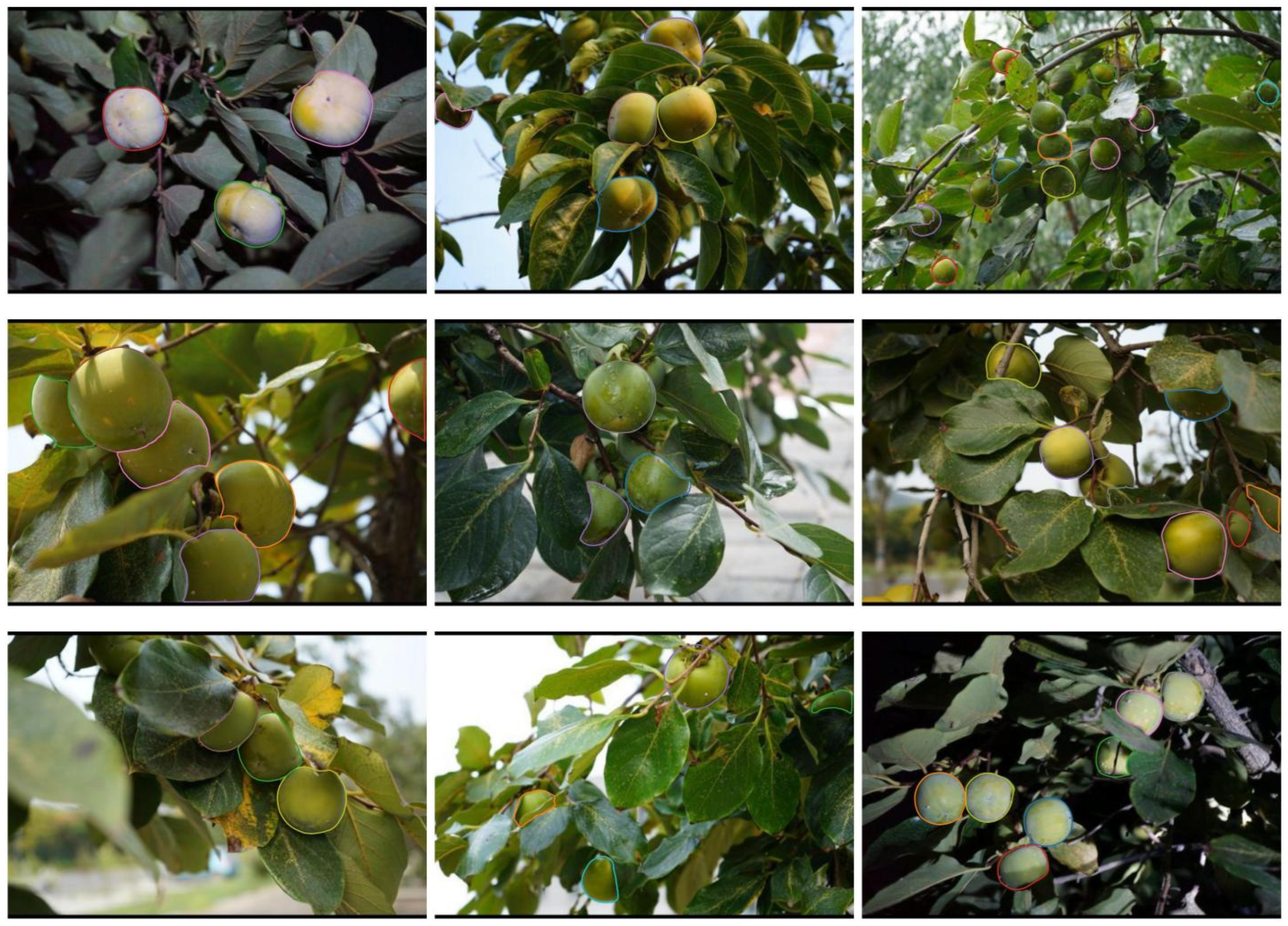 Horticulturae 11 00761 g011