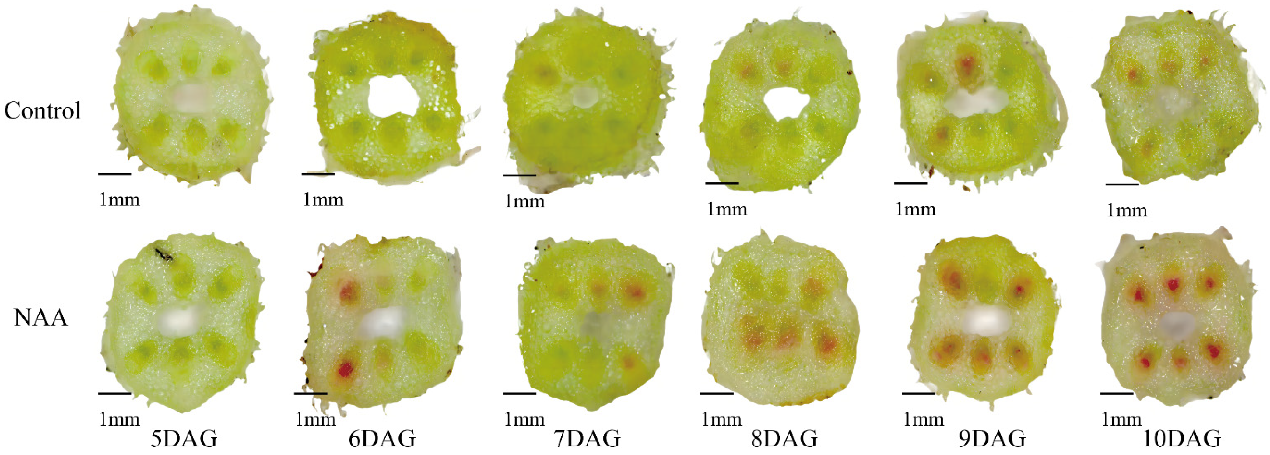 Horticulturae 11 00765 g001