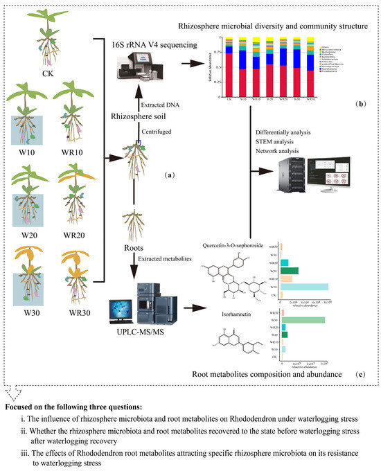 The Comprehensive Root Metabolite–Rhizomicrobiota Response