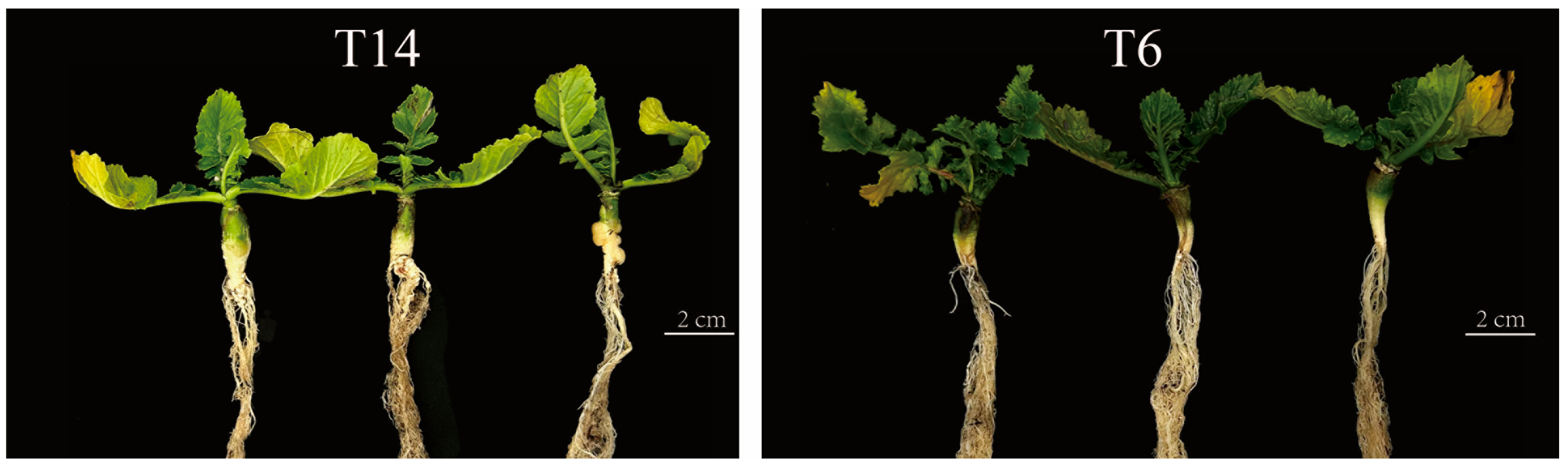 Horticulturae 11 00777 g001