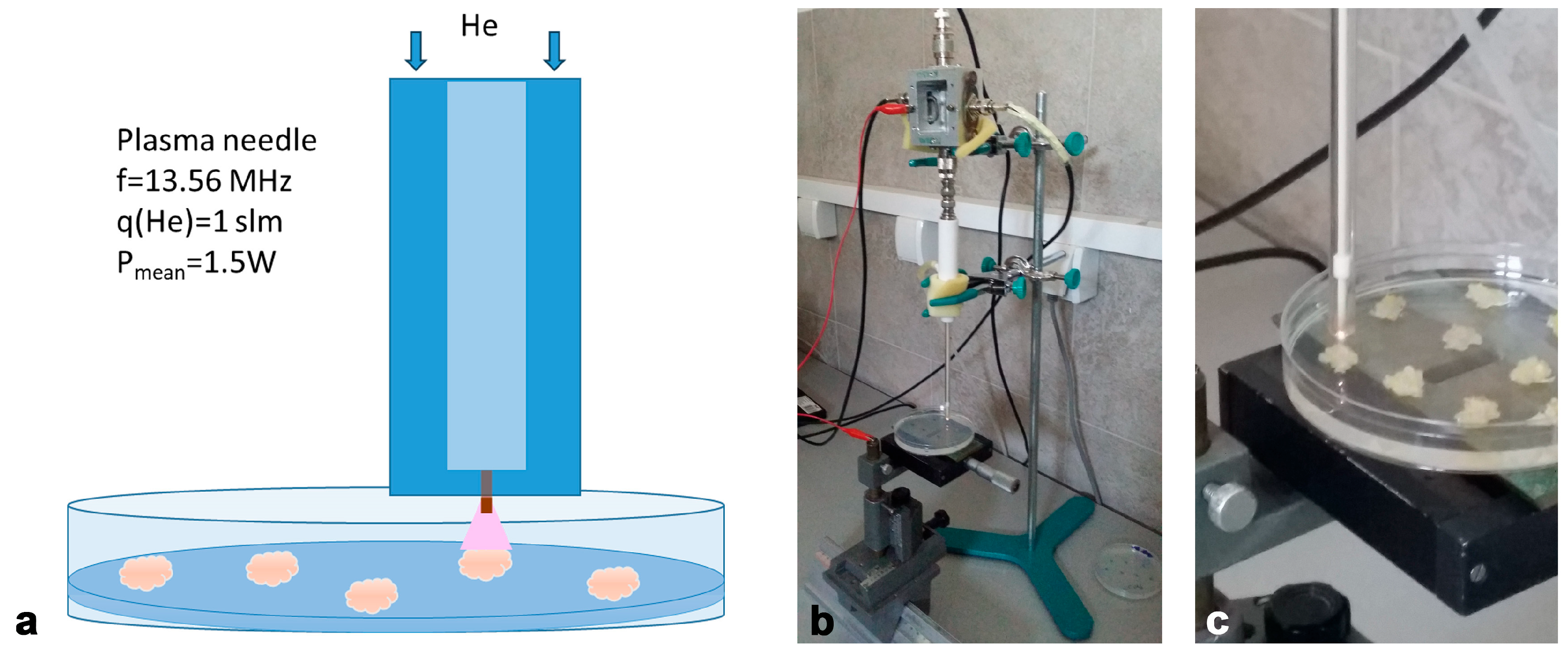 Horticulturae 11 00781 g002