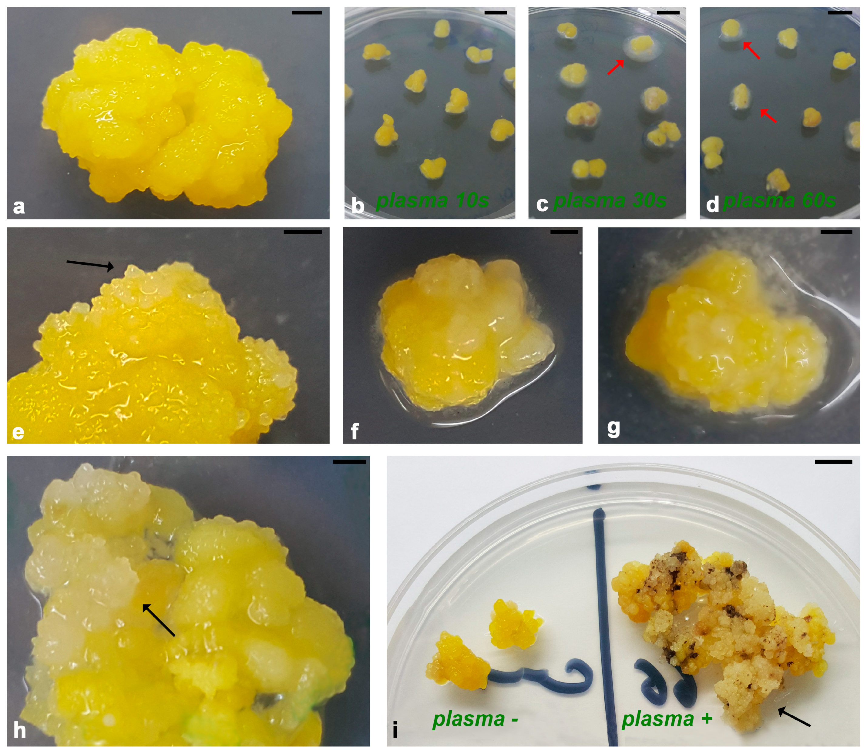 Horticulturae 11 00781 g003