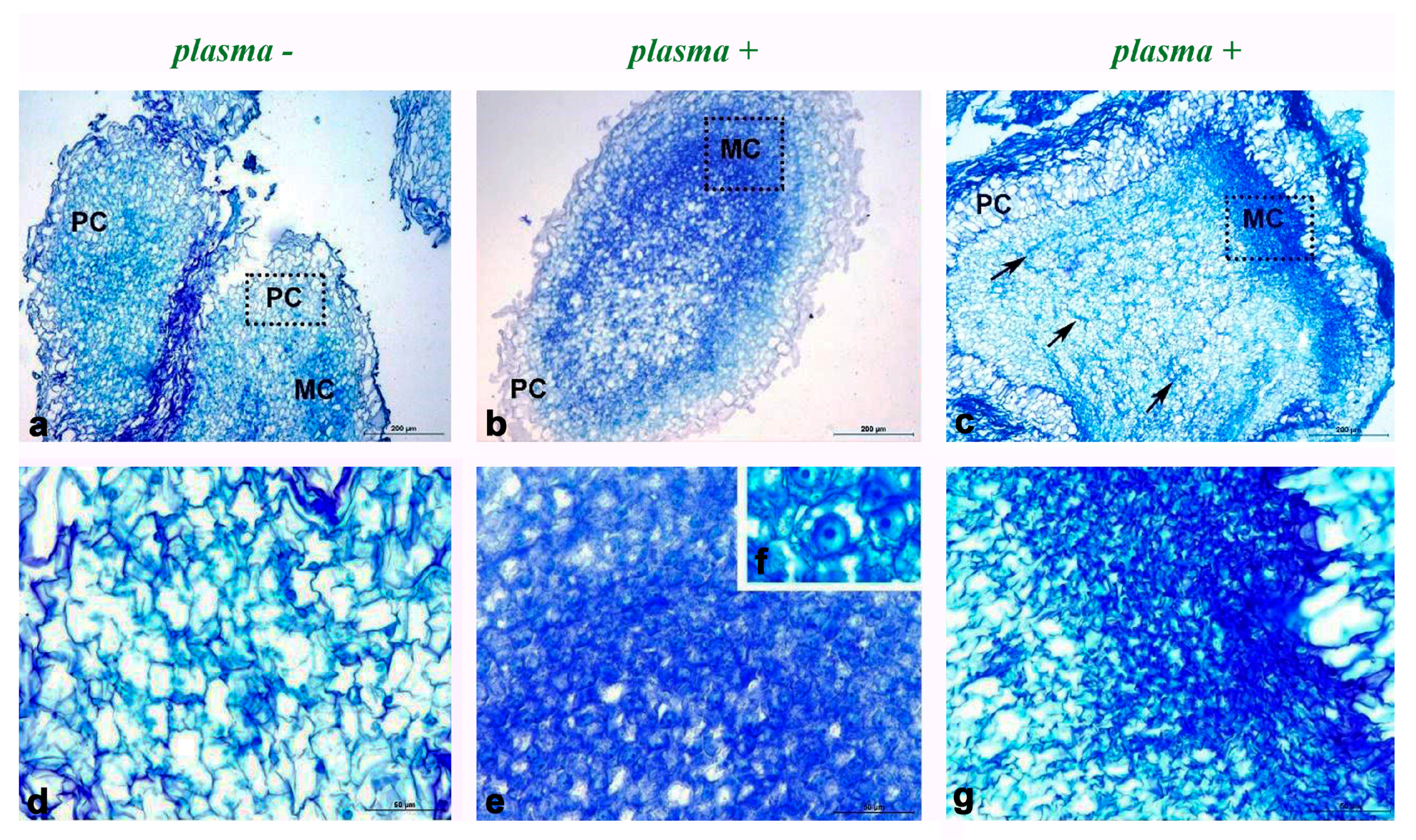 Horticulturae 11 00781 g004