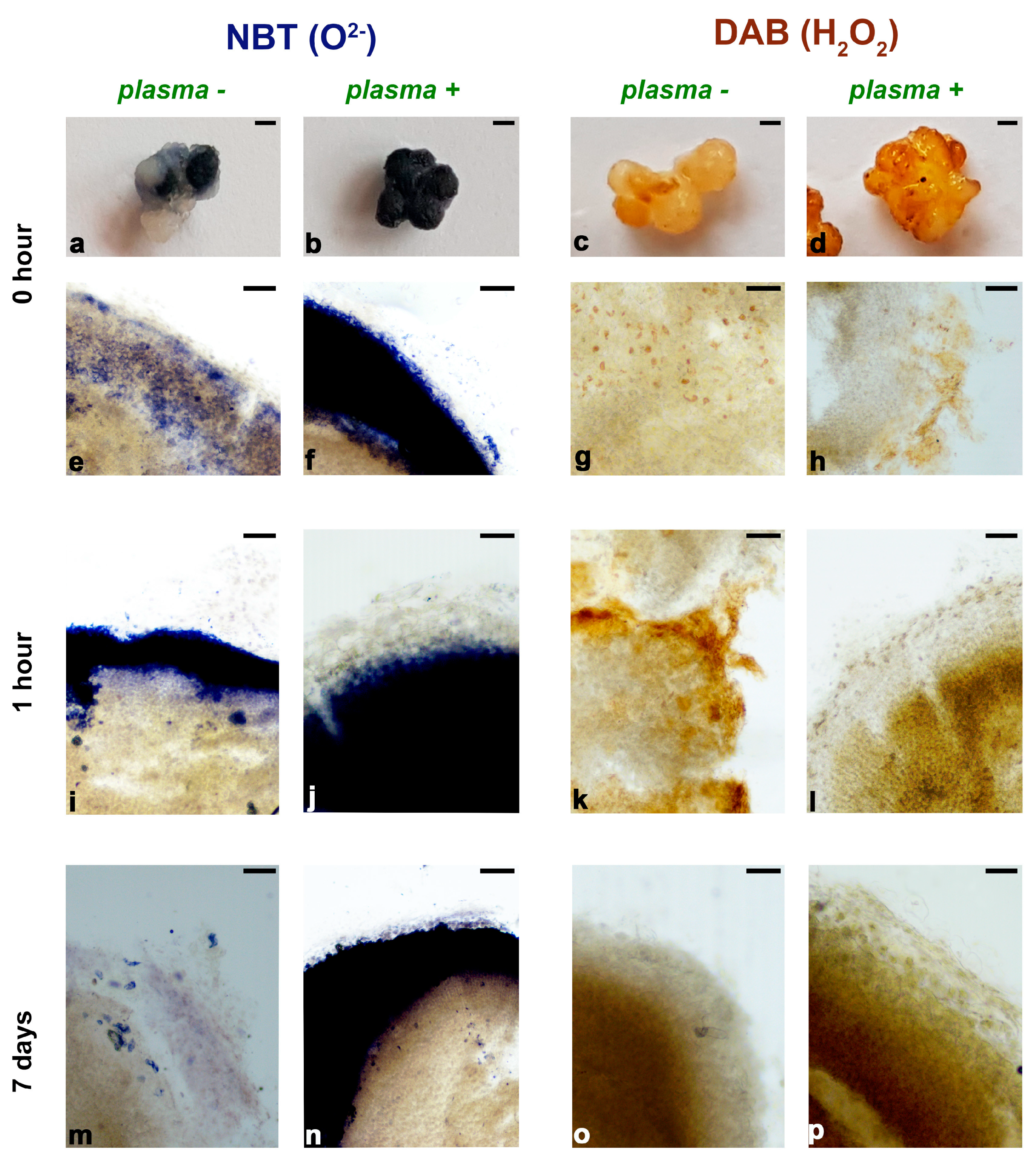 Horticulturae 11 00781 g005