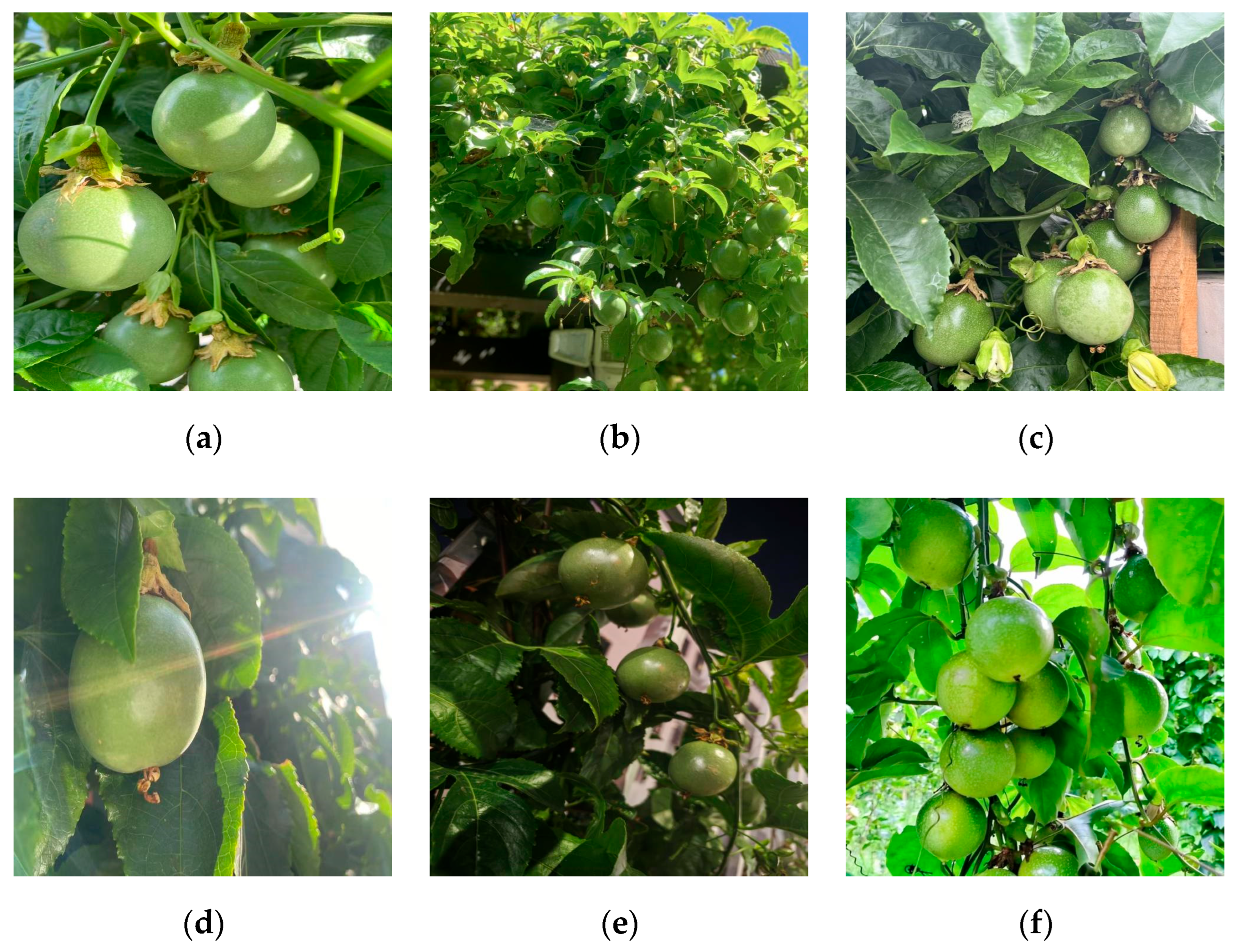 Horticulturae 11 00785 g001