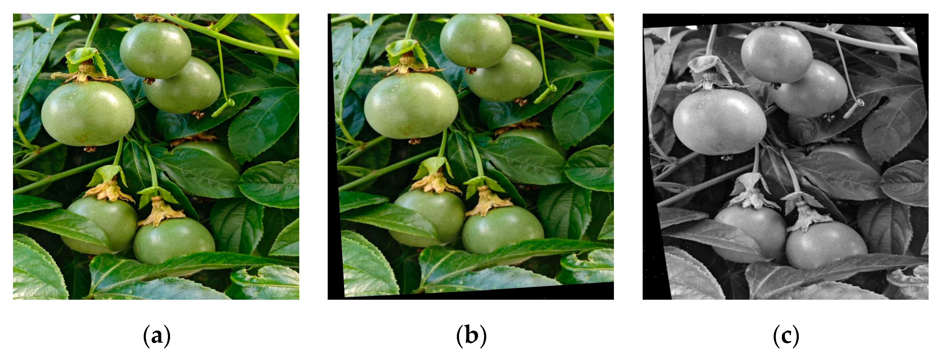 Horticulturae 11 00785 g002a