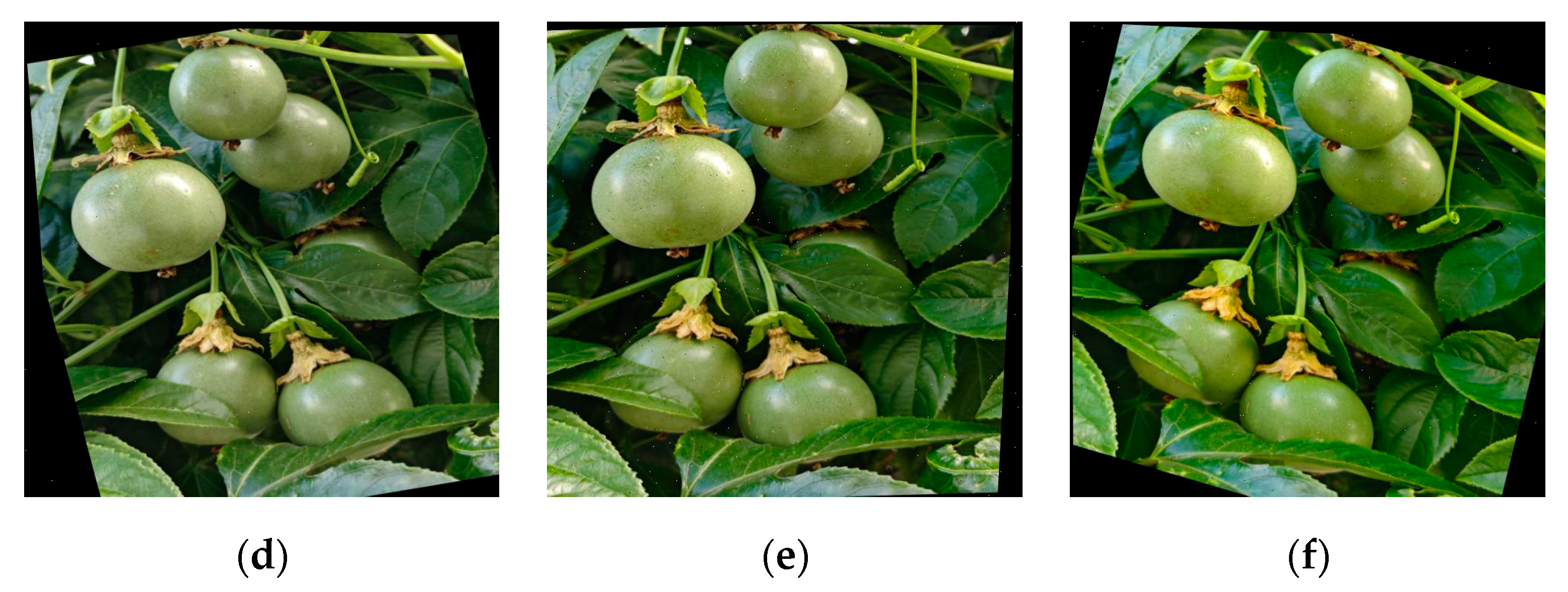 Horticulturae 11 00785 g002b