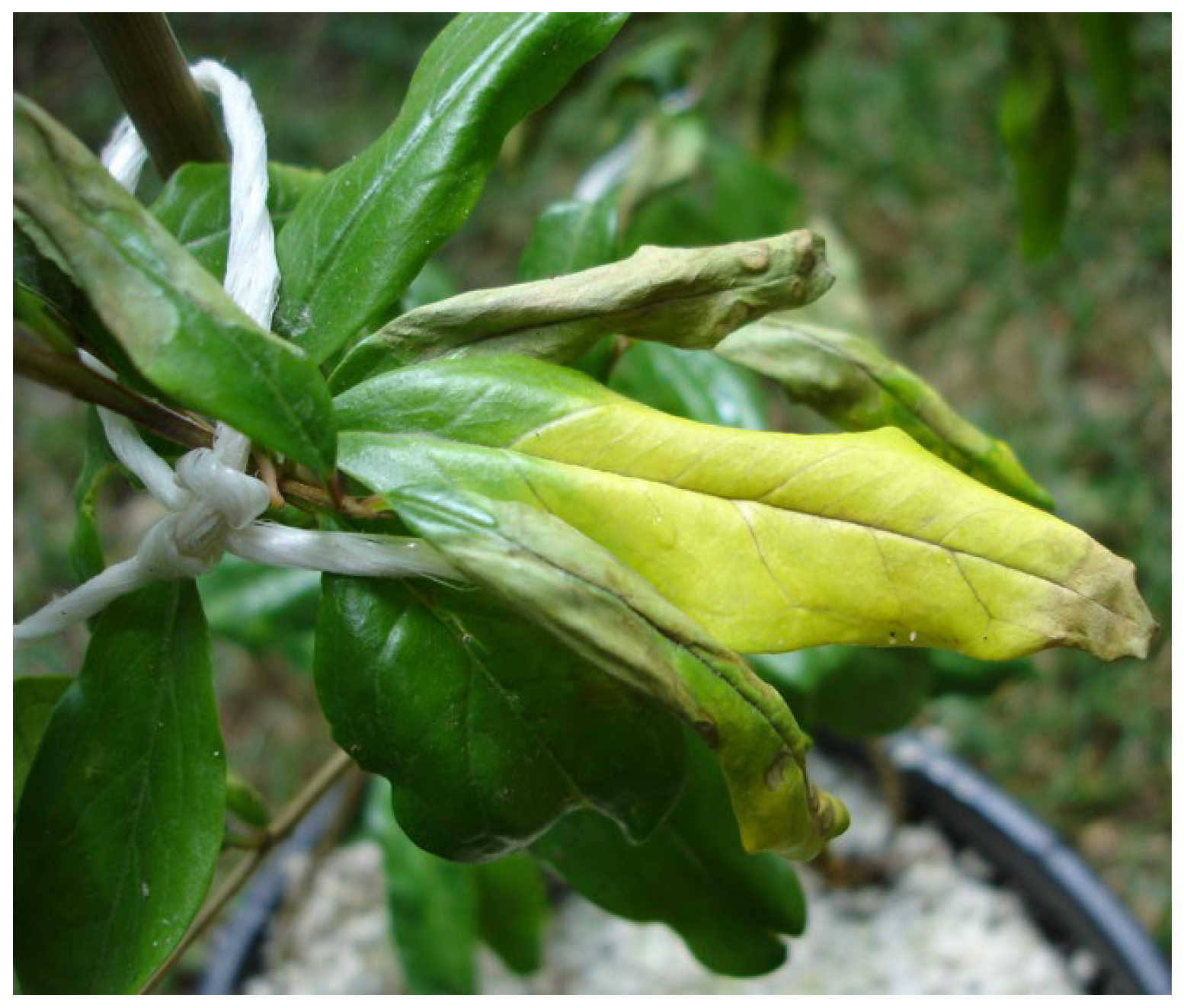 Horticulturae 11 00786 g001