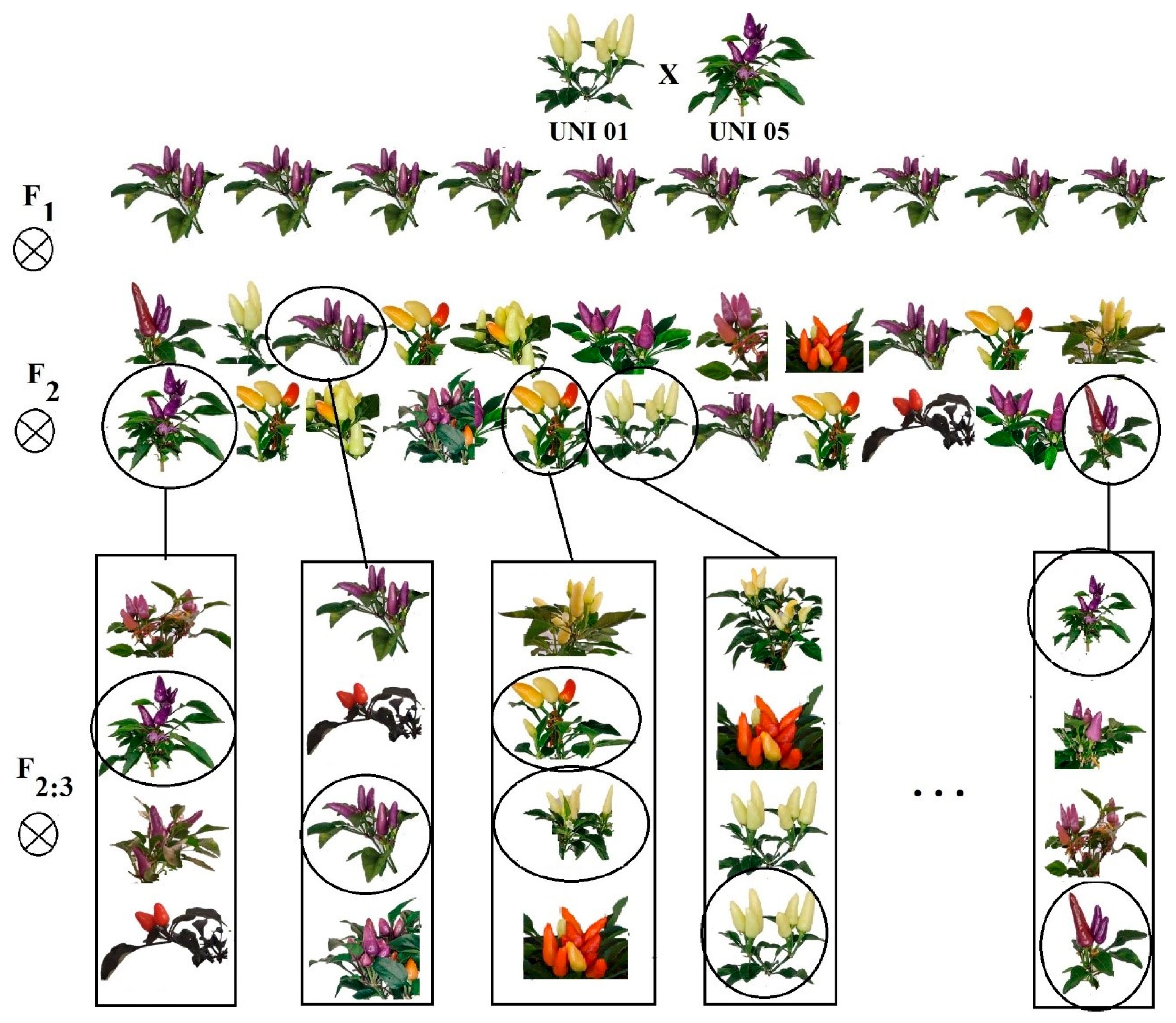 Horticulturae 11 00789 g001