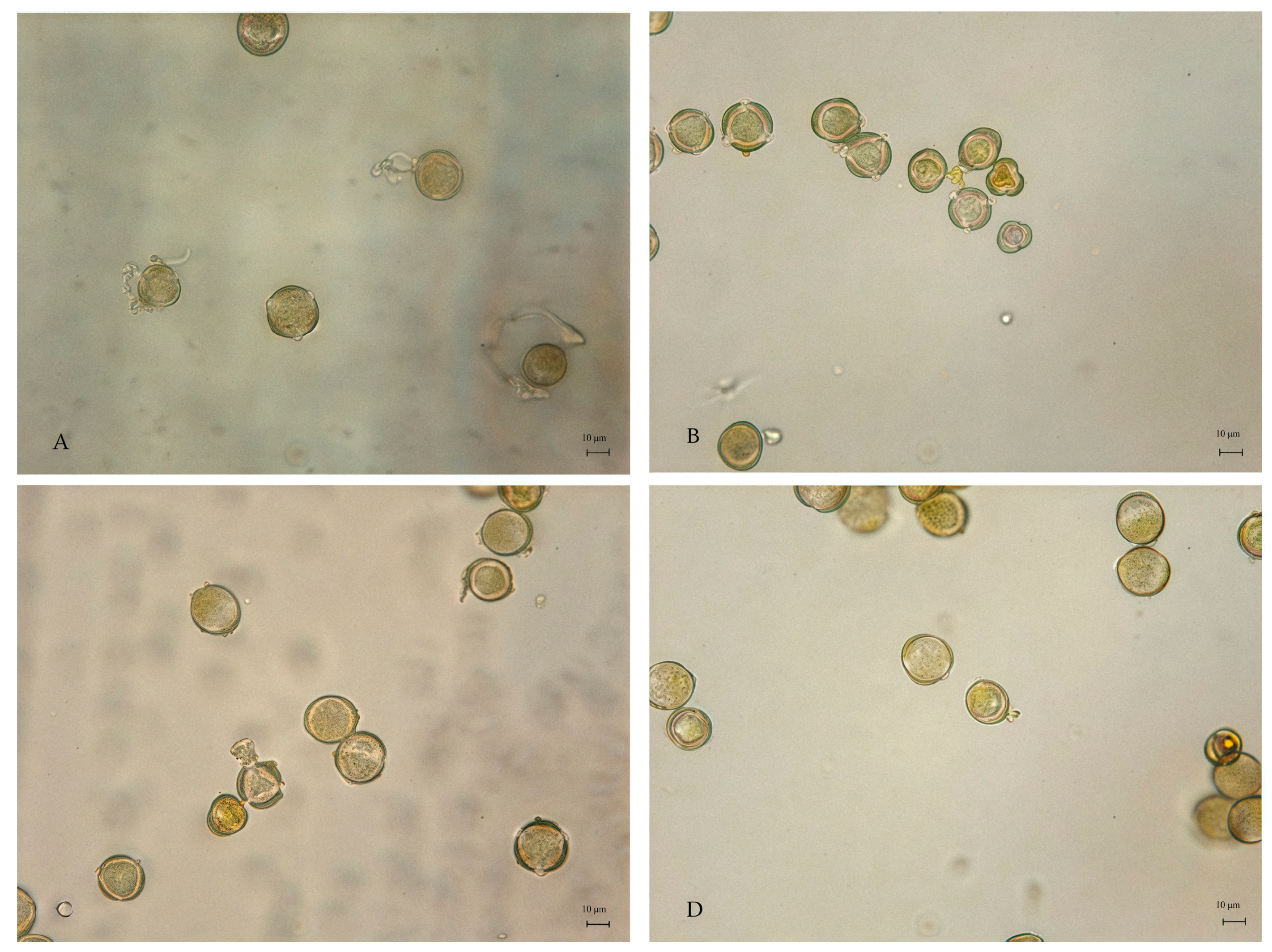 Horticulturae 11 00790 g001