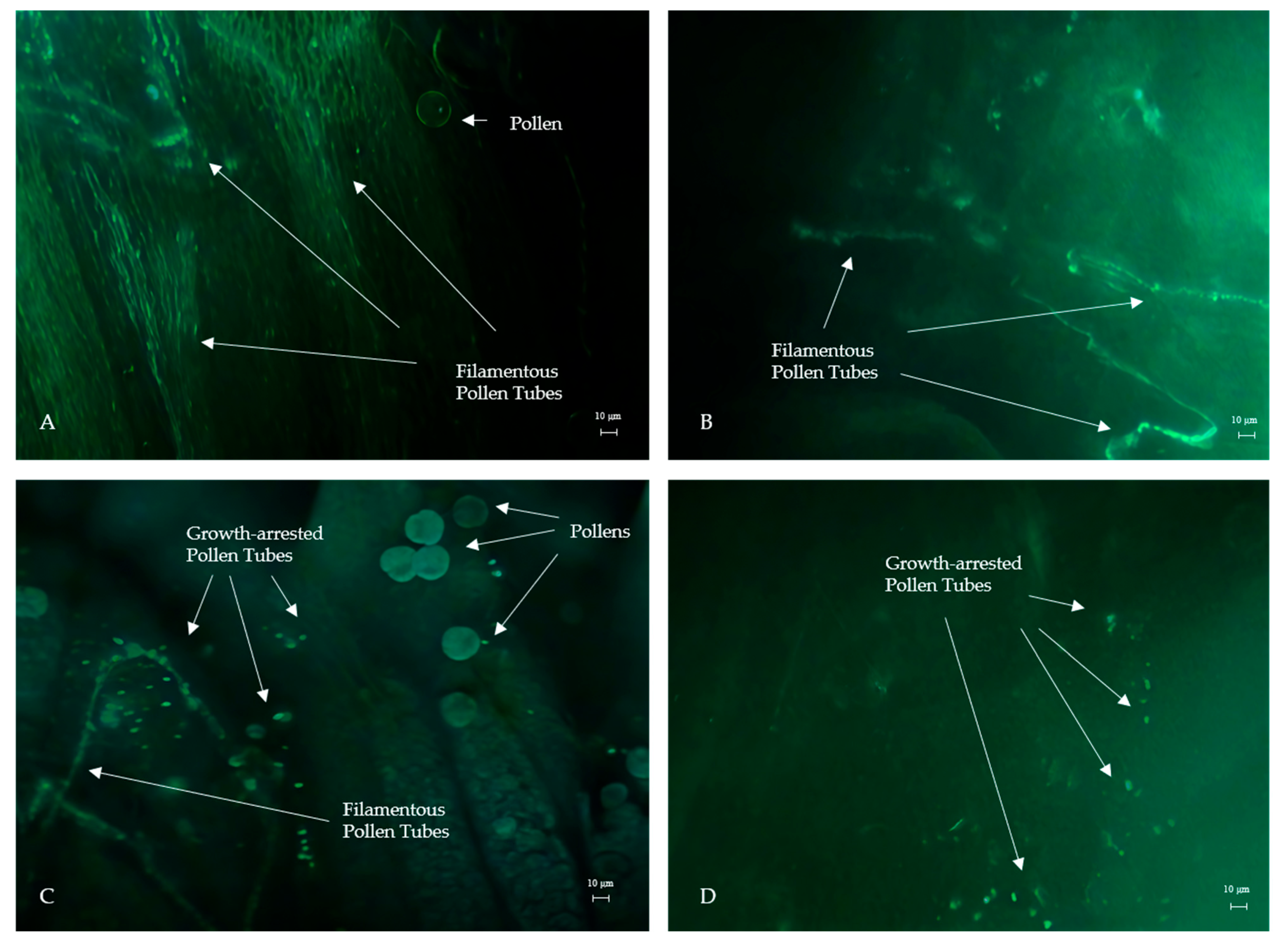 Horticulturae 11 00790 g002