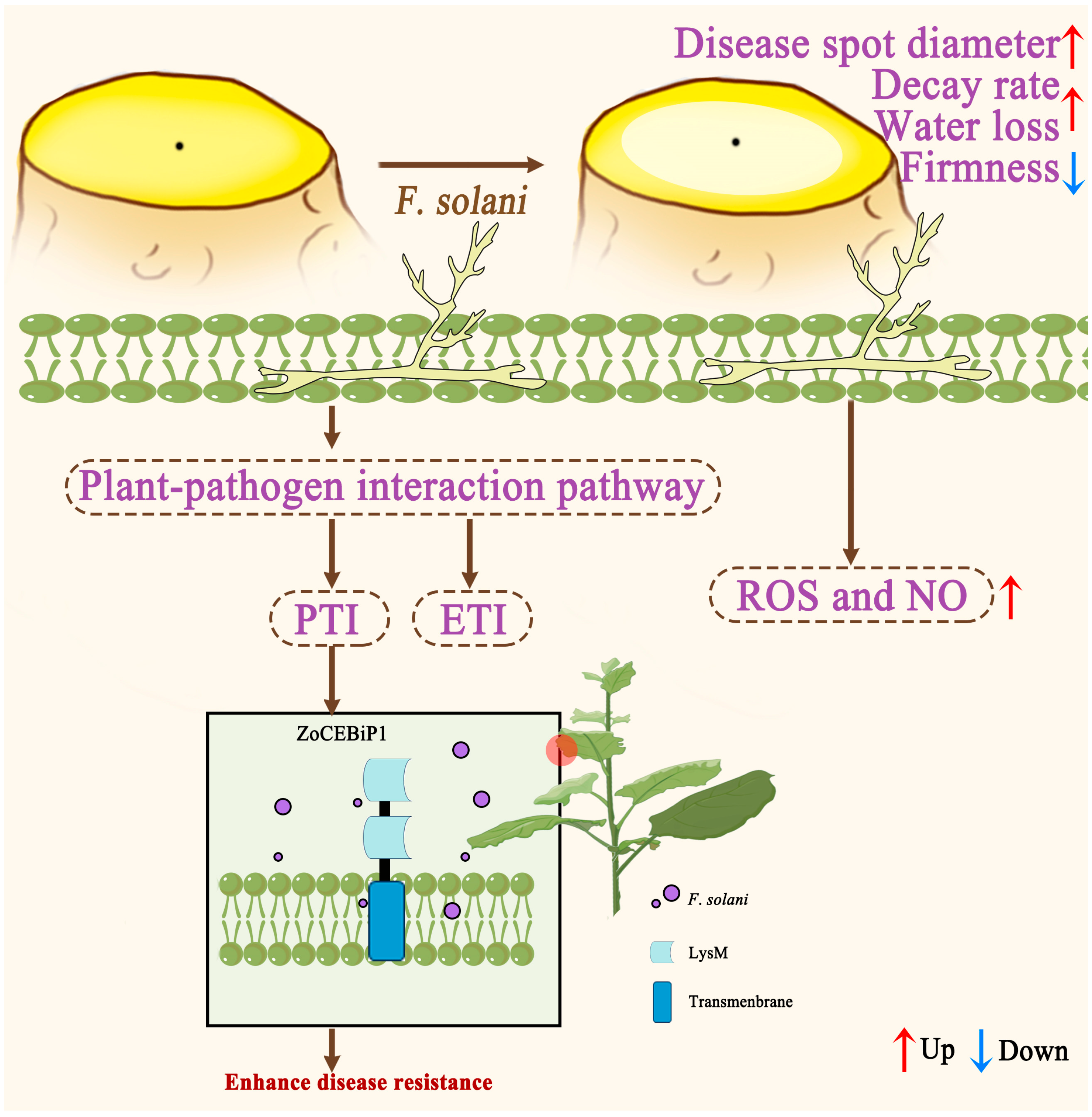 Horticulturae 11 00791 g008