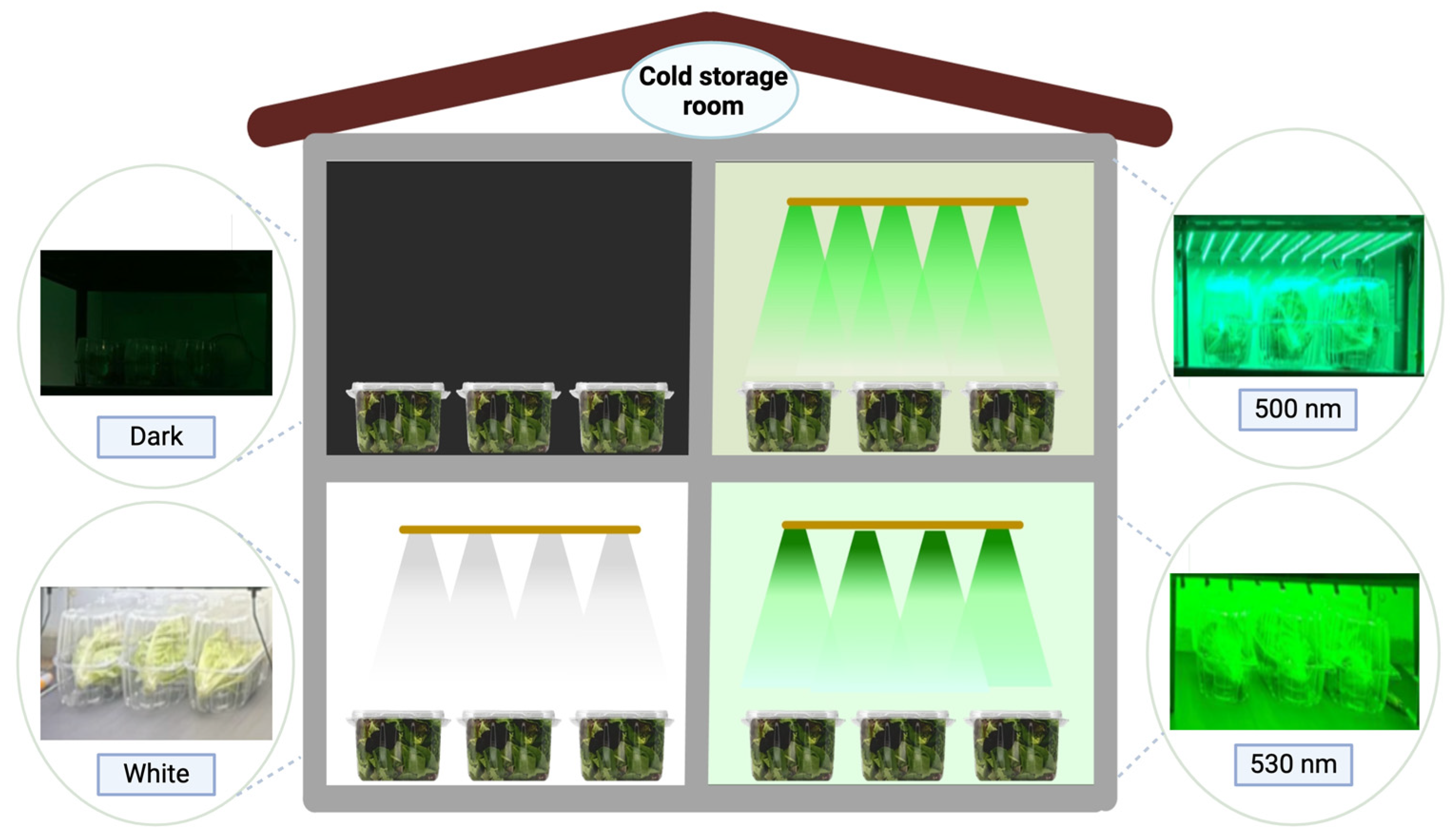 Horticulturae 11 00792 g001 Horticulturae 11 00792 g001