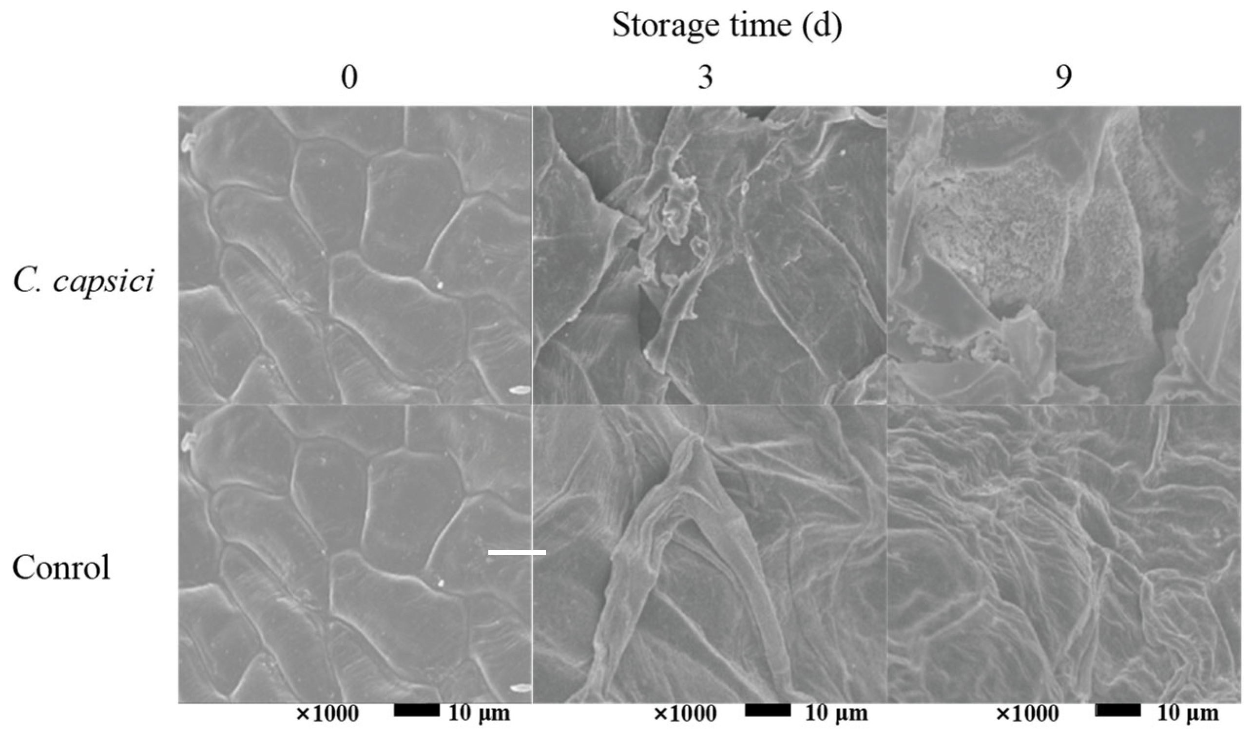 Horticulturae 11 00794 g002