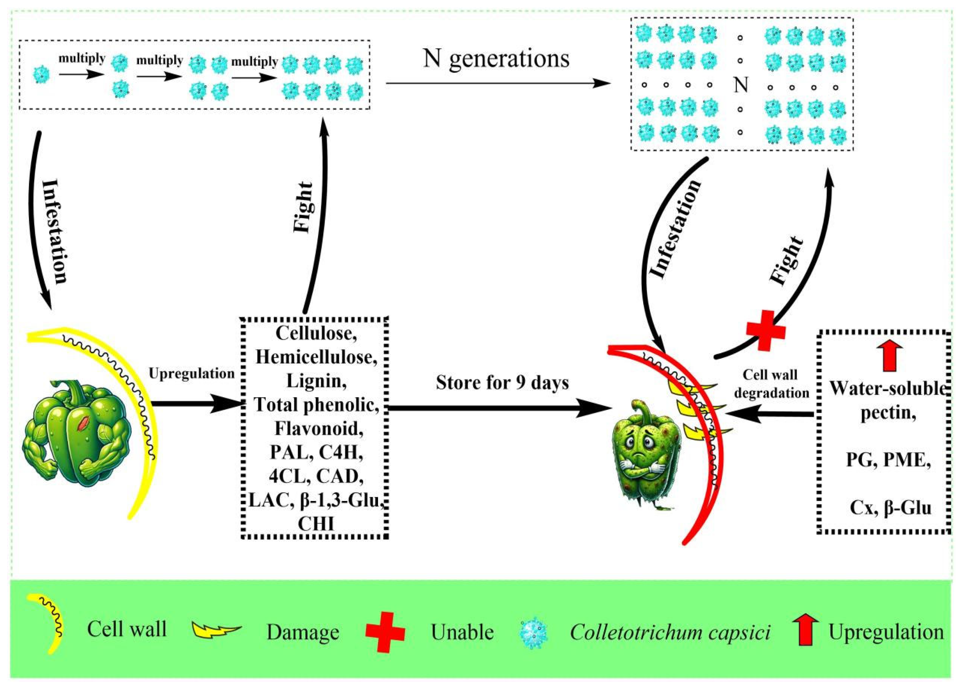 Horticulturae 11 00794 g009