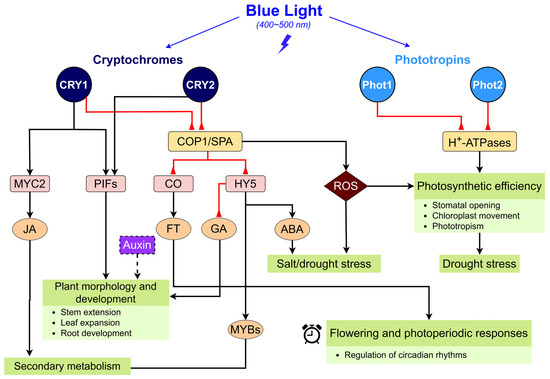 Advancing Light-Mediated Technology in Plant Growth and