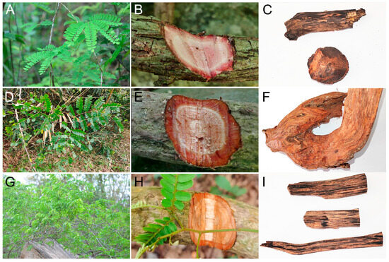 Characterization of Complete Chloroplast Genome Sequences of