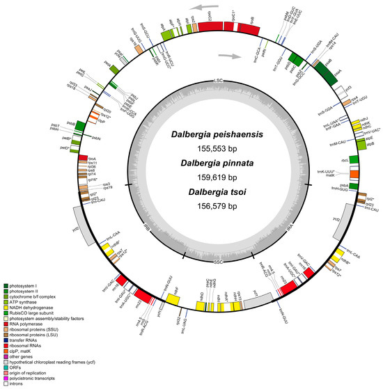 Characterization of Complete Chloroplast Genome Sequences of
