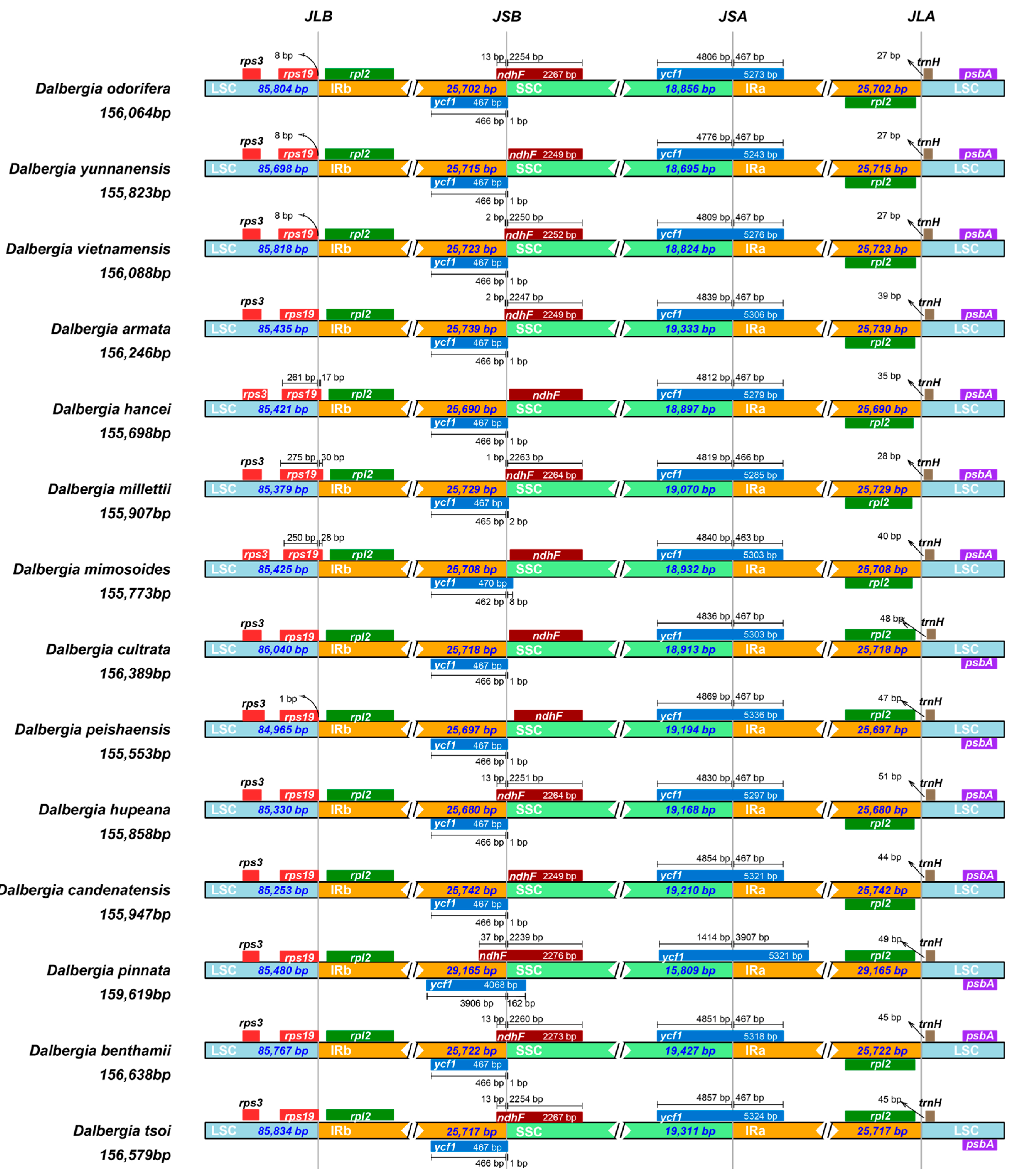 Characterization of Complete Chloroplast Genome Sequences of