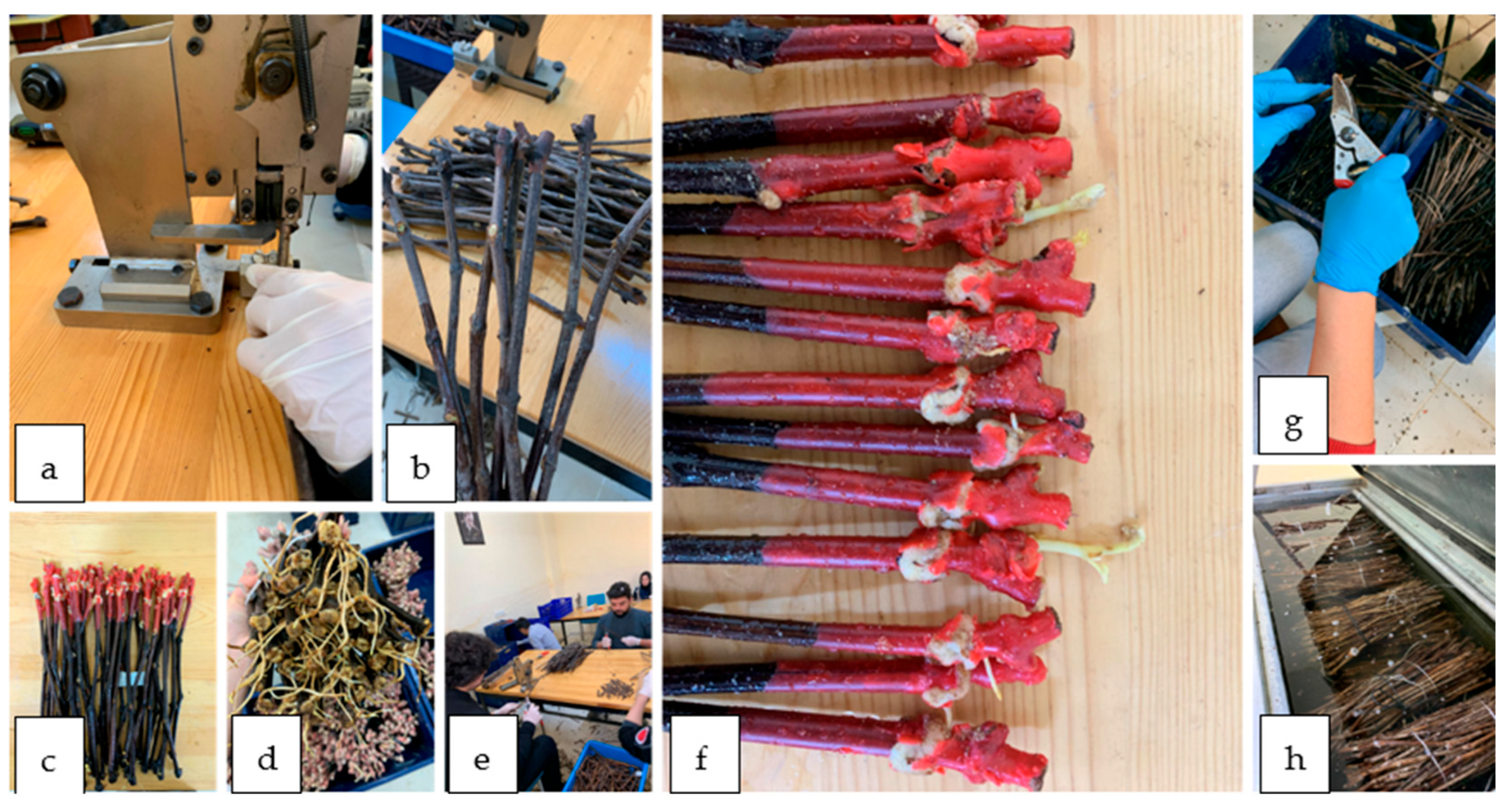 Horticulturae 11 00803 g001