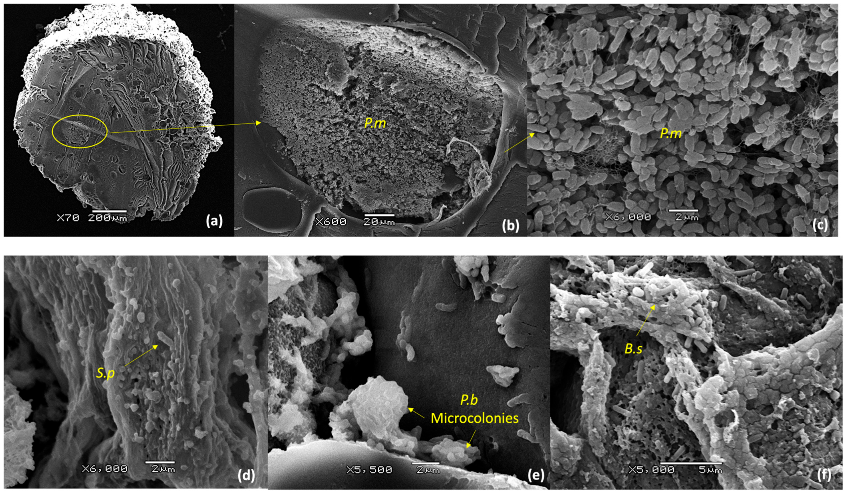 Horticulturae 11 00808 g005