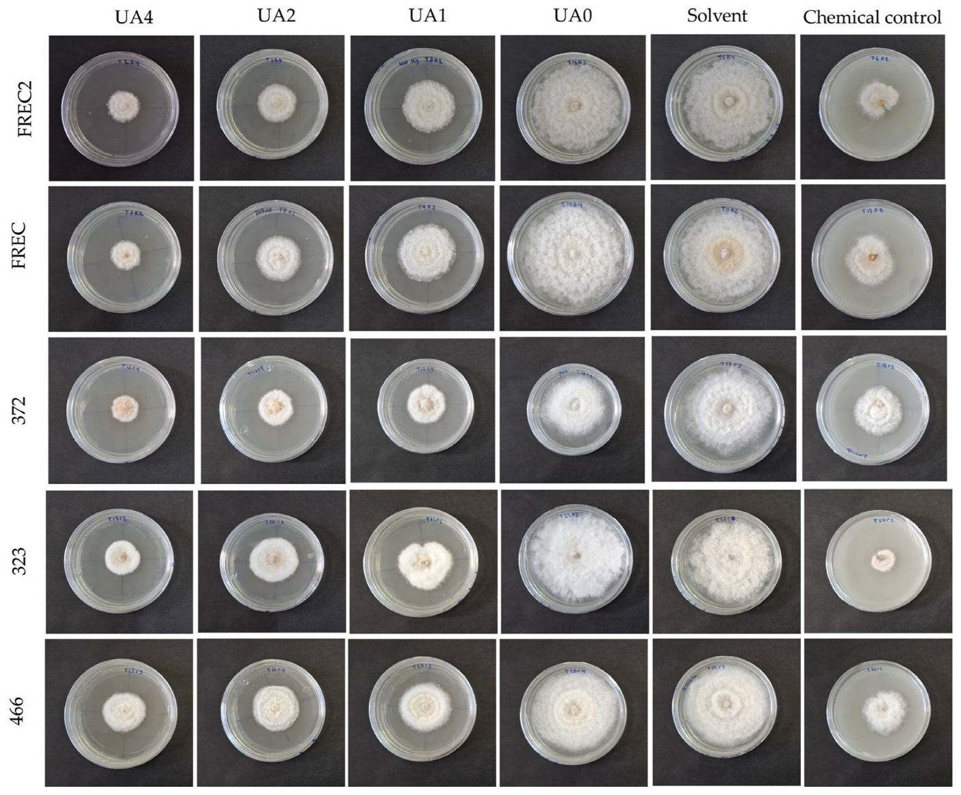 Horticulturae 11 00812 g003