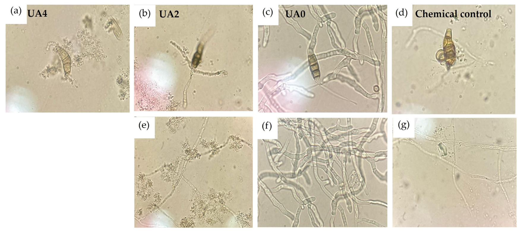 Horticulturae 11 00812 g004