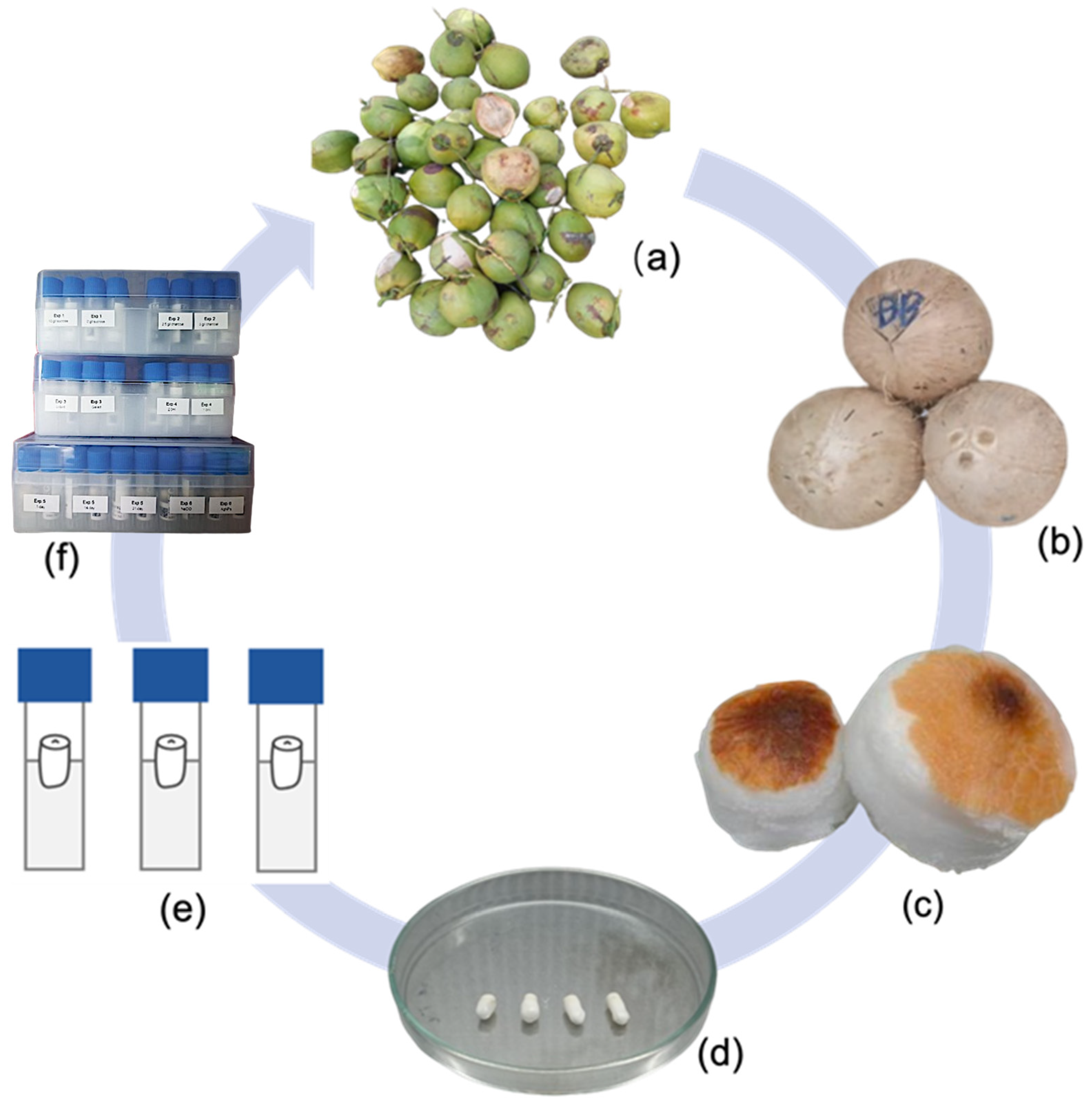Horticulturae 11 00816 g001