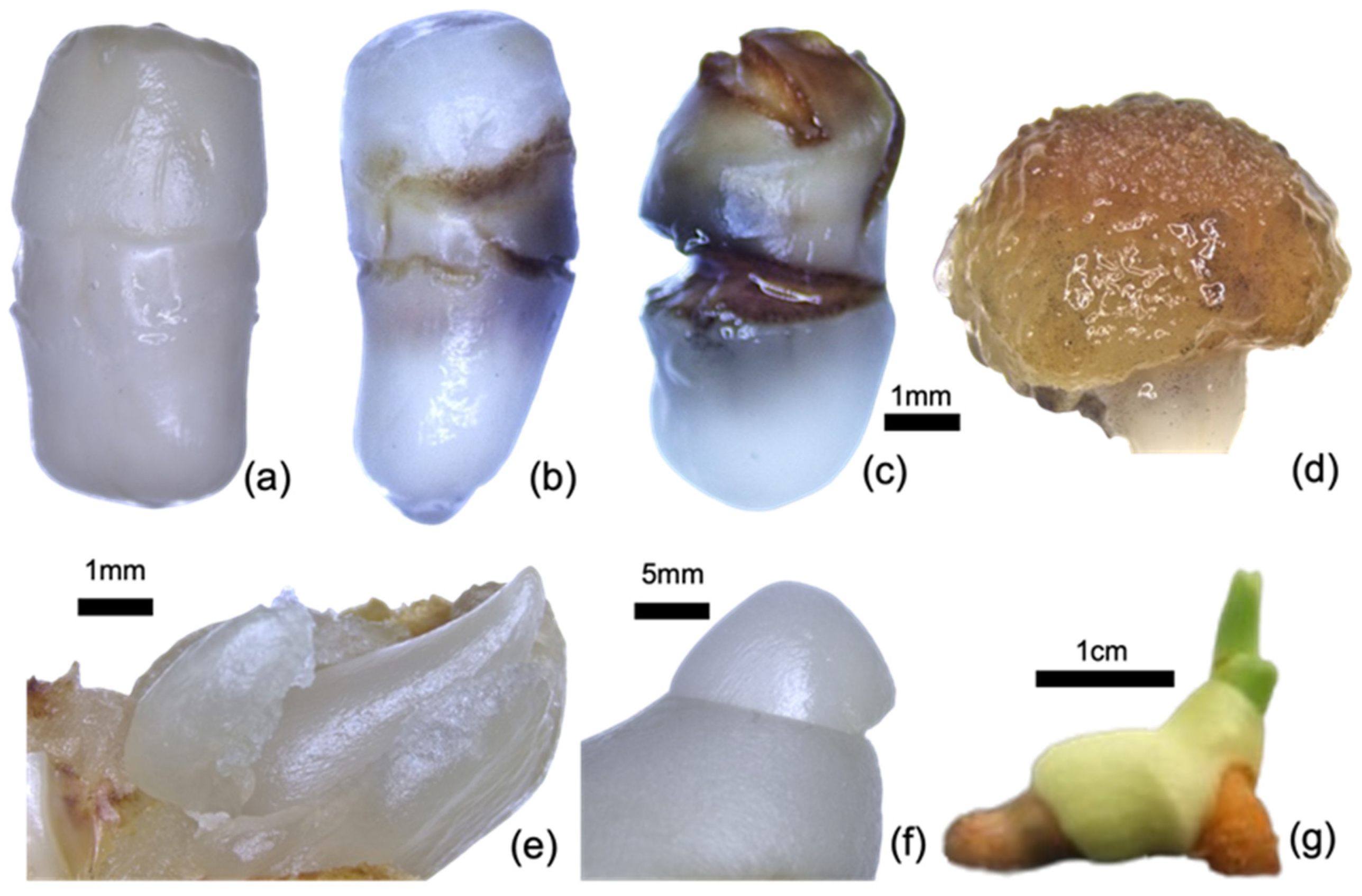 Horticulturae 11 00816 g002